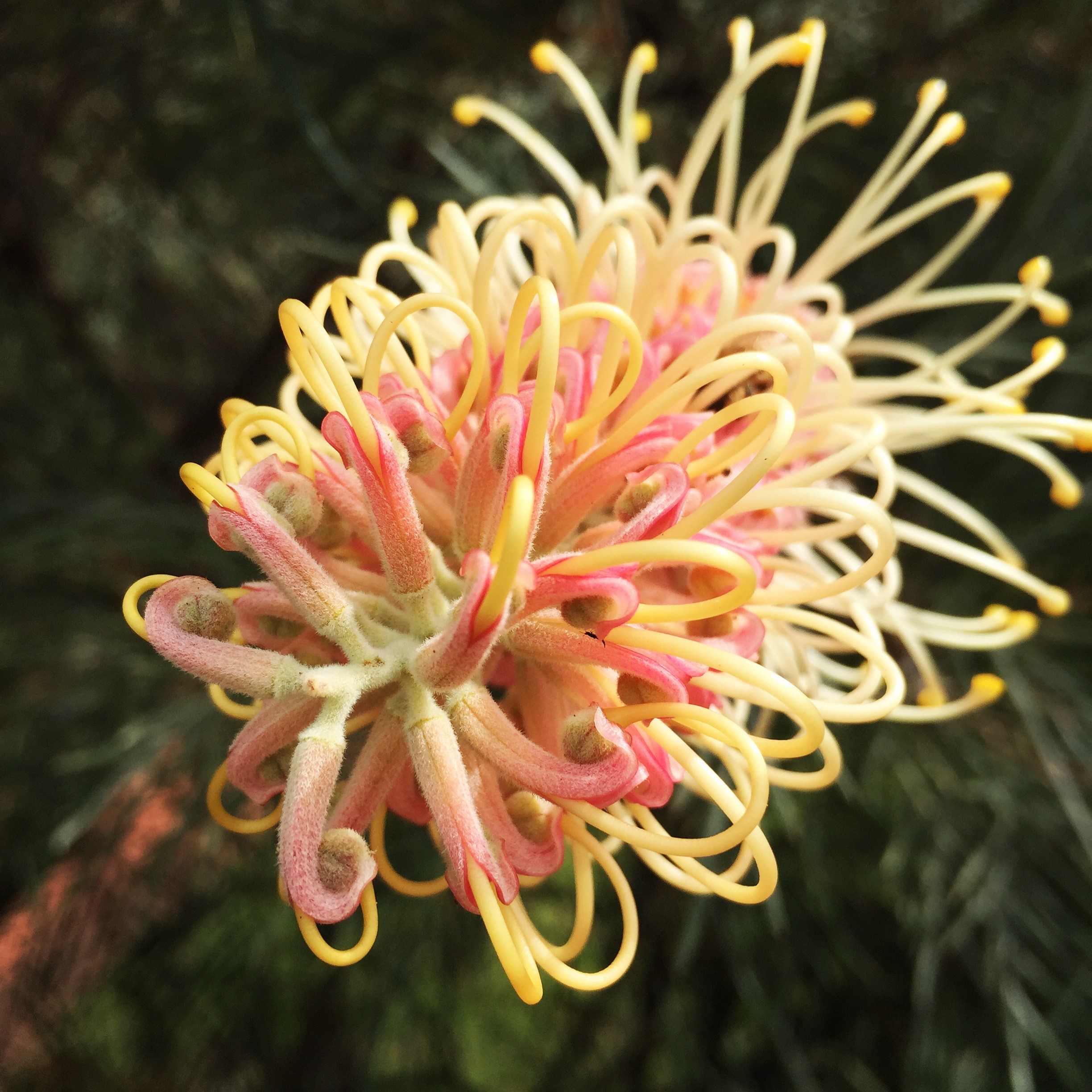 nativeplantpink-grevillia.jpg