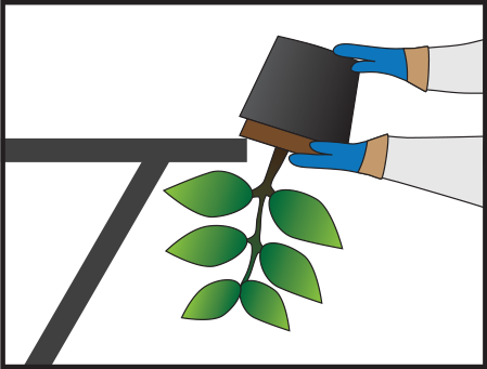 Gently tip out plant