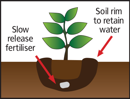 Add 1 tablet or teaspoon of slow release fertiliser (optional).