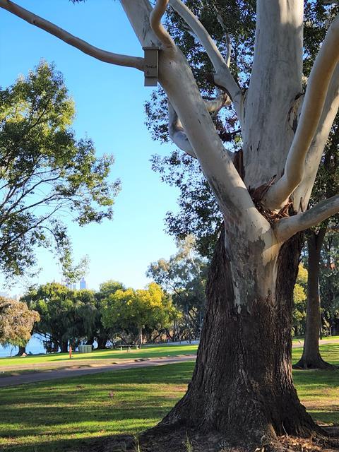 Can you spot the bat box?