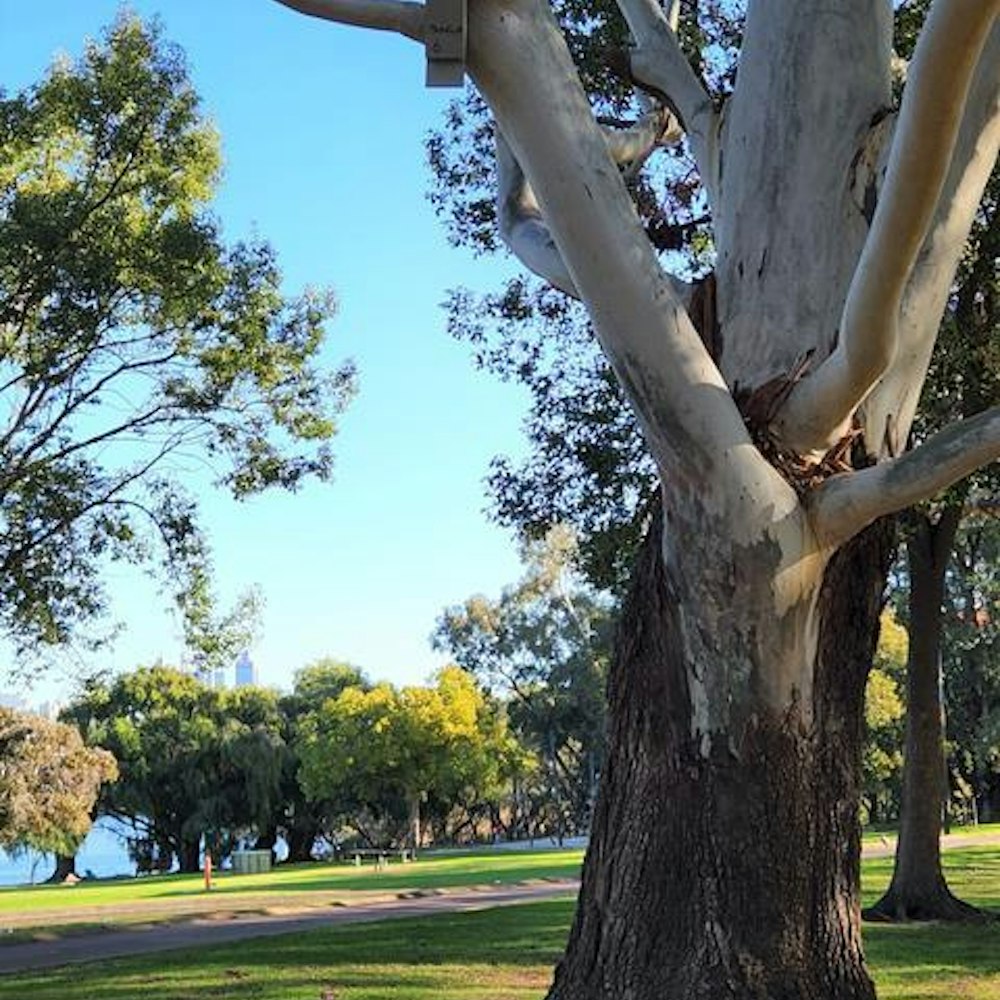 Can you spot the bat box?