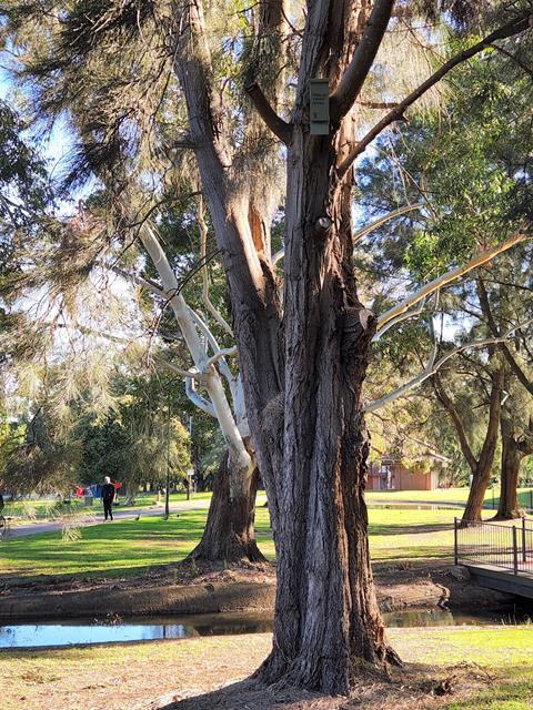 Can you spot the bat box?