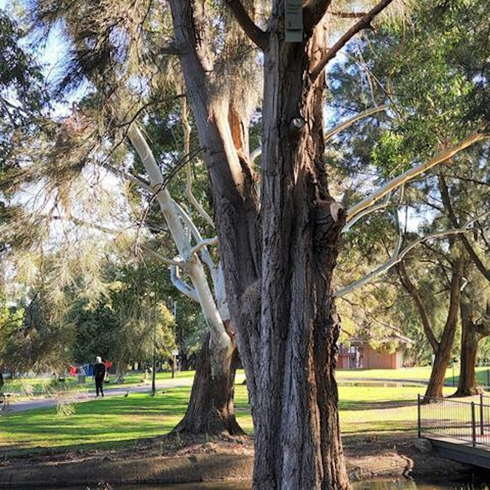 Can you spot the bat box?
