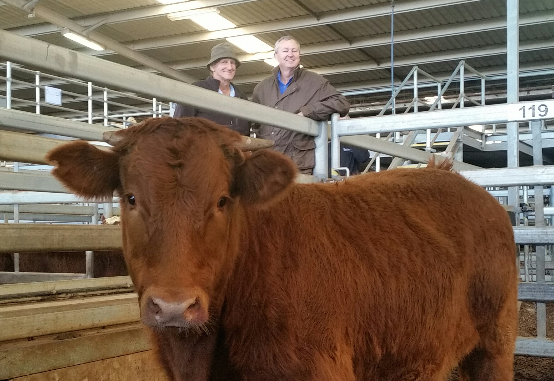 Black Dog Ride Steer Auction for Suicide Prevention in Muchea