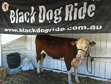 Black Dog Ride at the Perth Royal Show, 2013