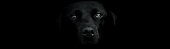 The Black Dog of depression