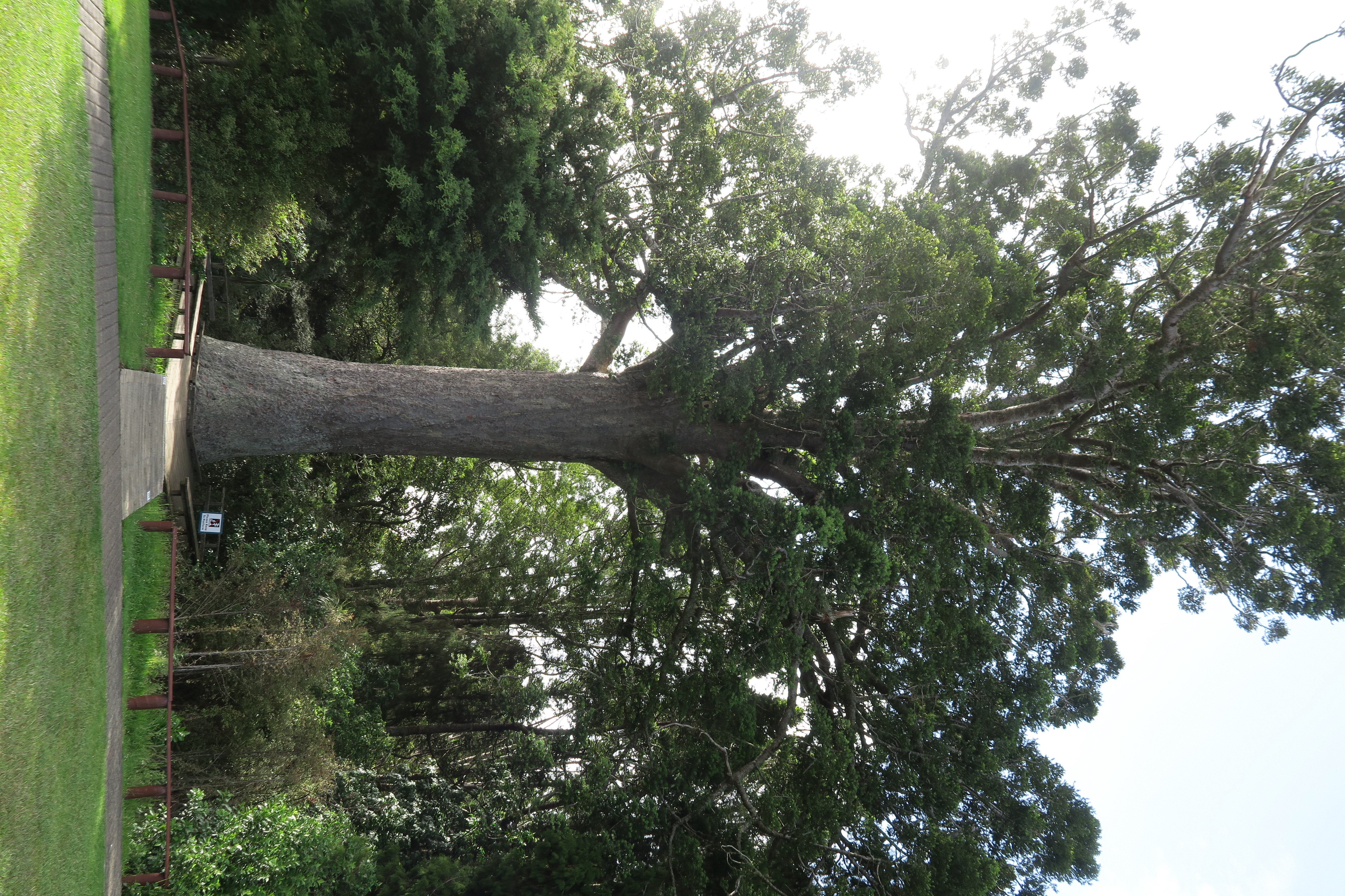 Kauri tree