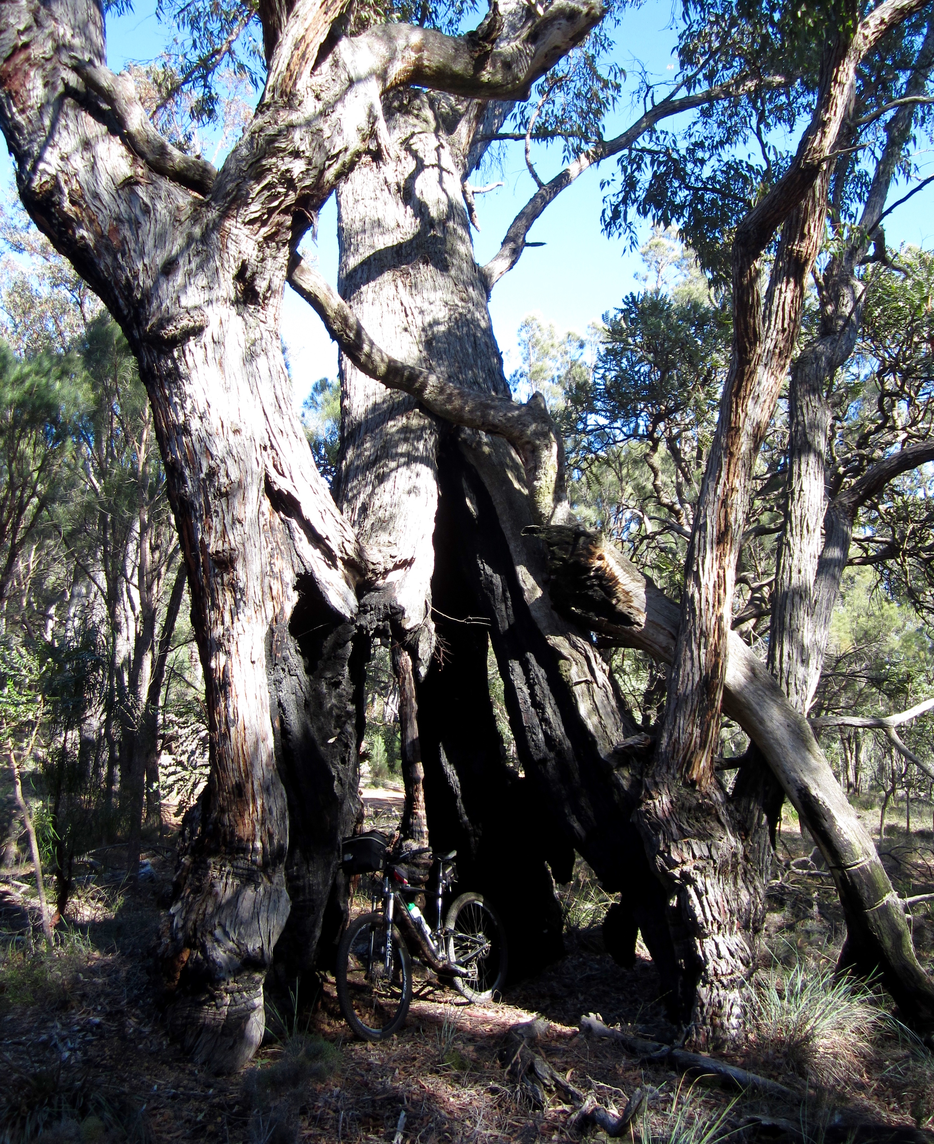 Enormous tree on Jarrah Rd