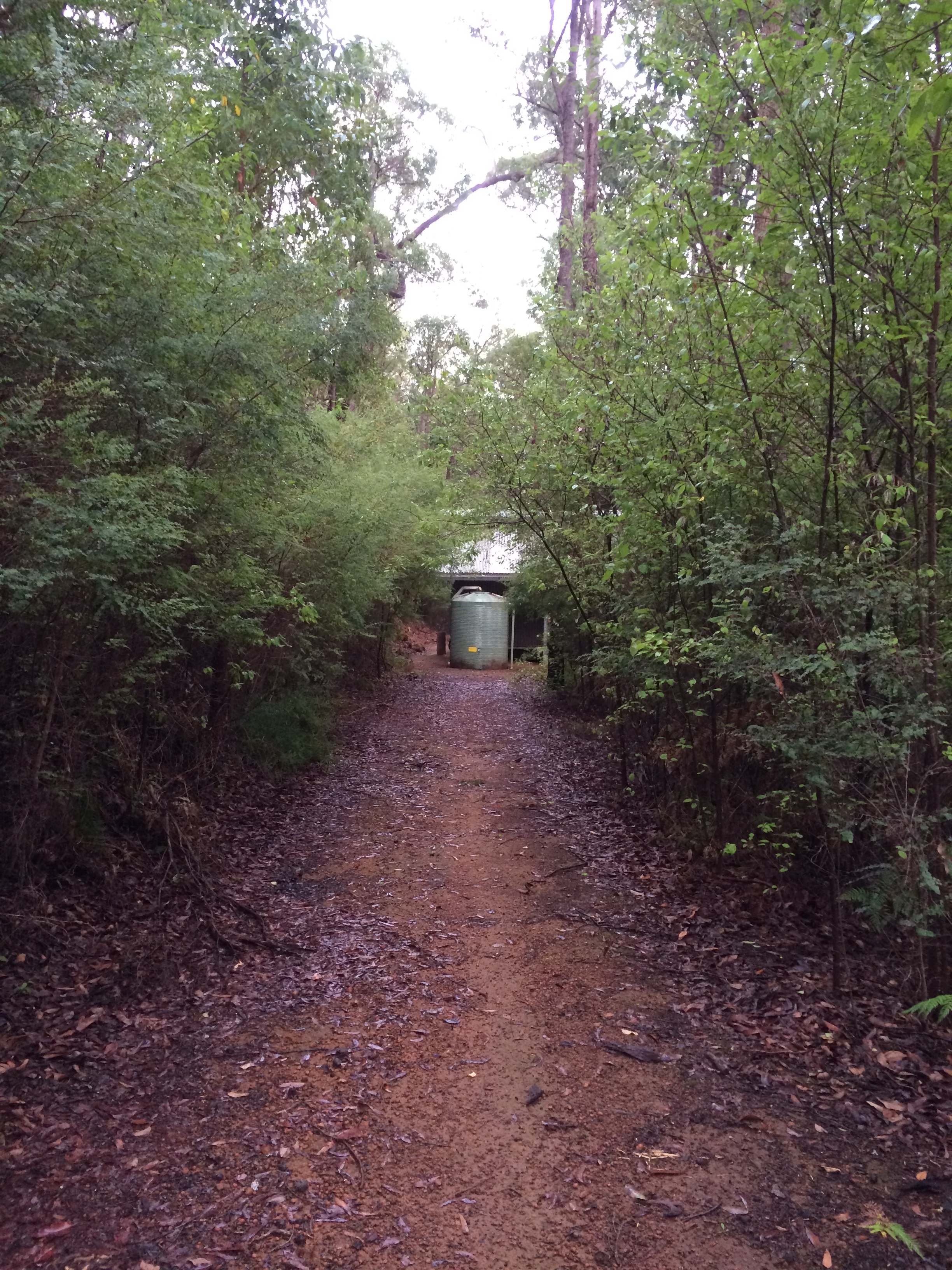 Tunnels of Green near Yarri Hut