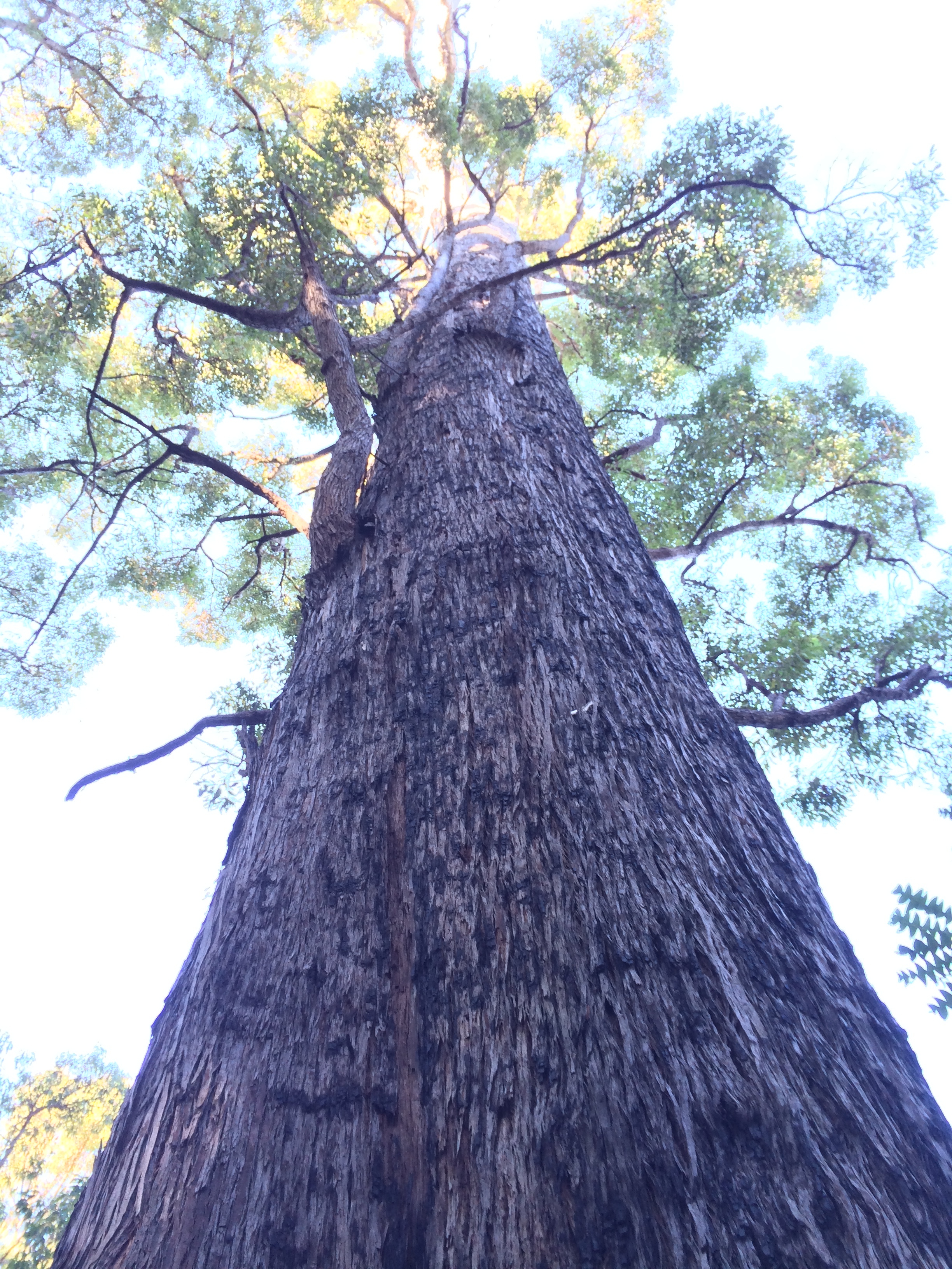 King Jarrah tree