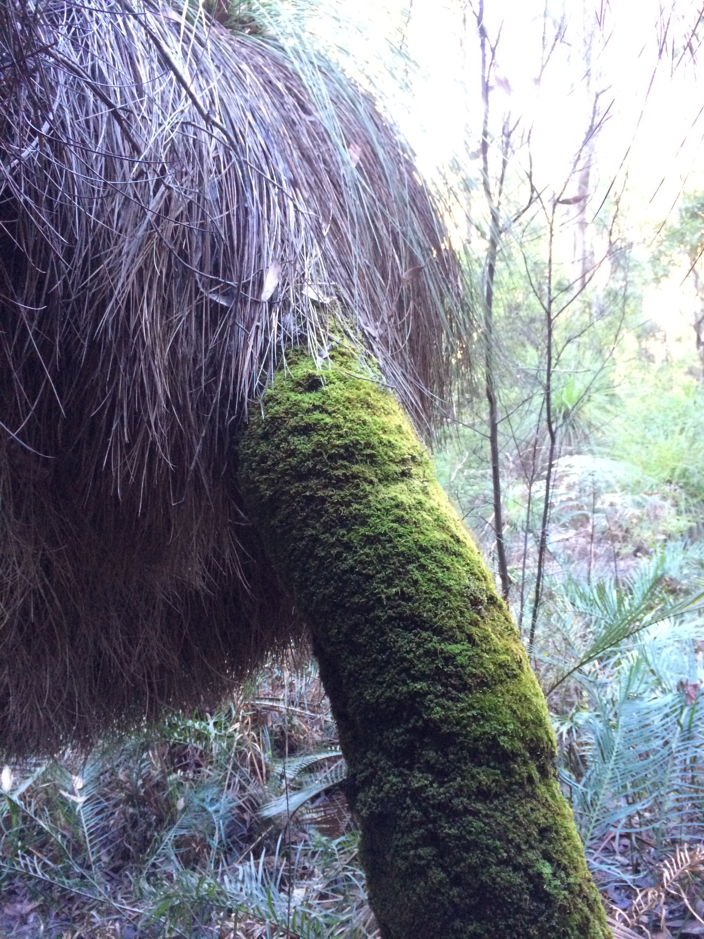 Blackboy near King Jarrah tree