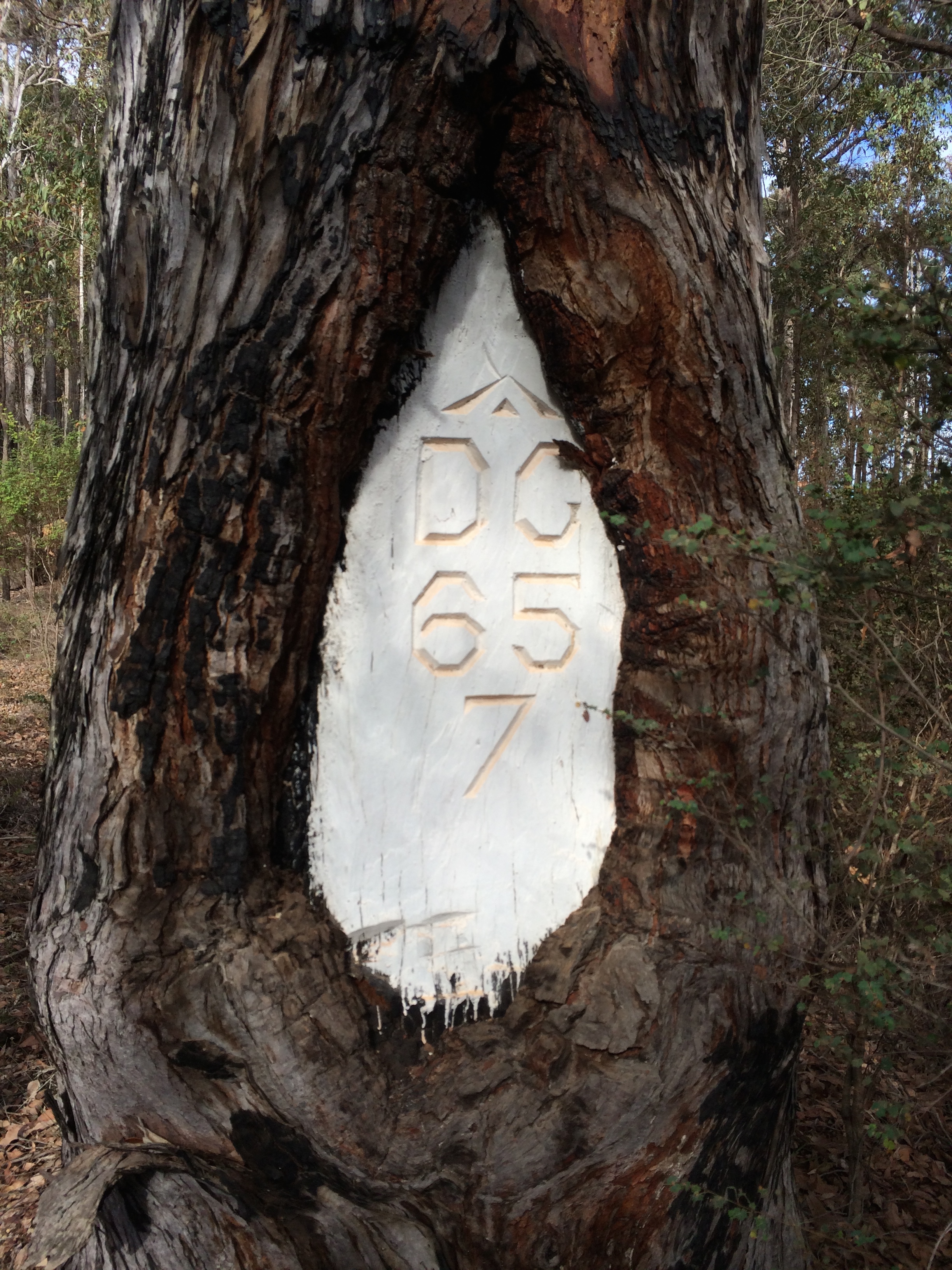 Blaze Tree near Nanga Rd