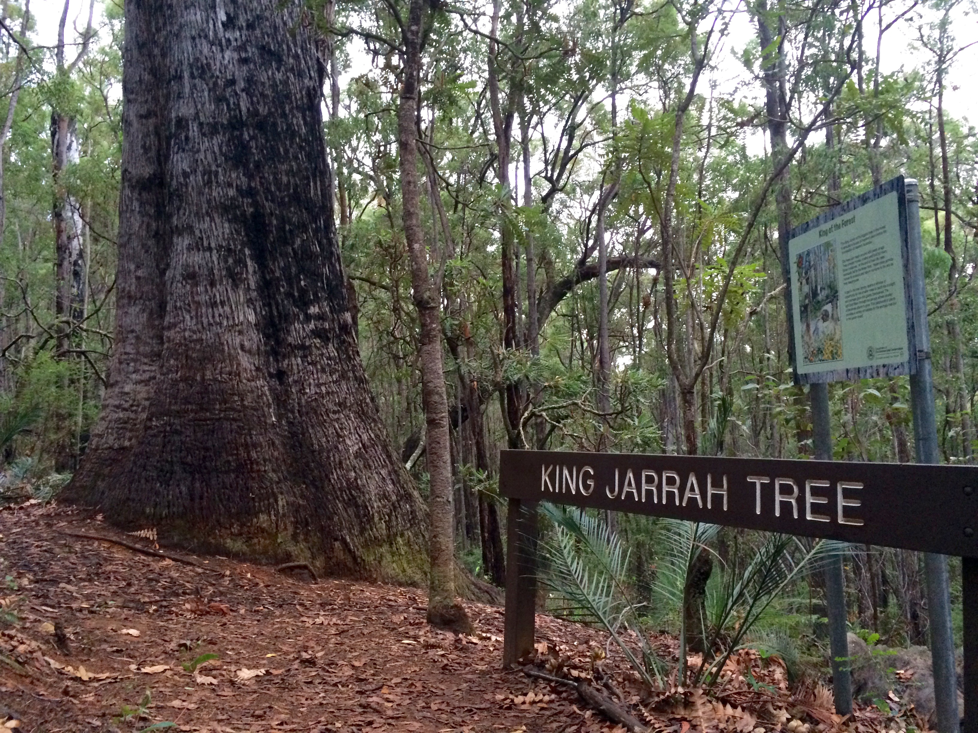 King Jarrah tree