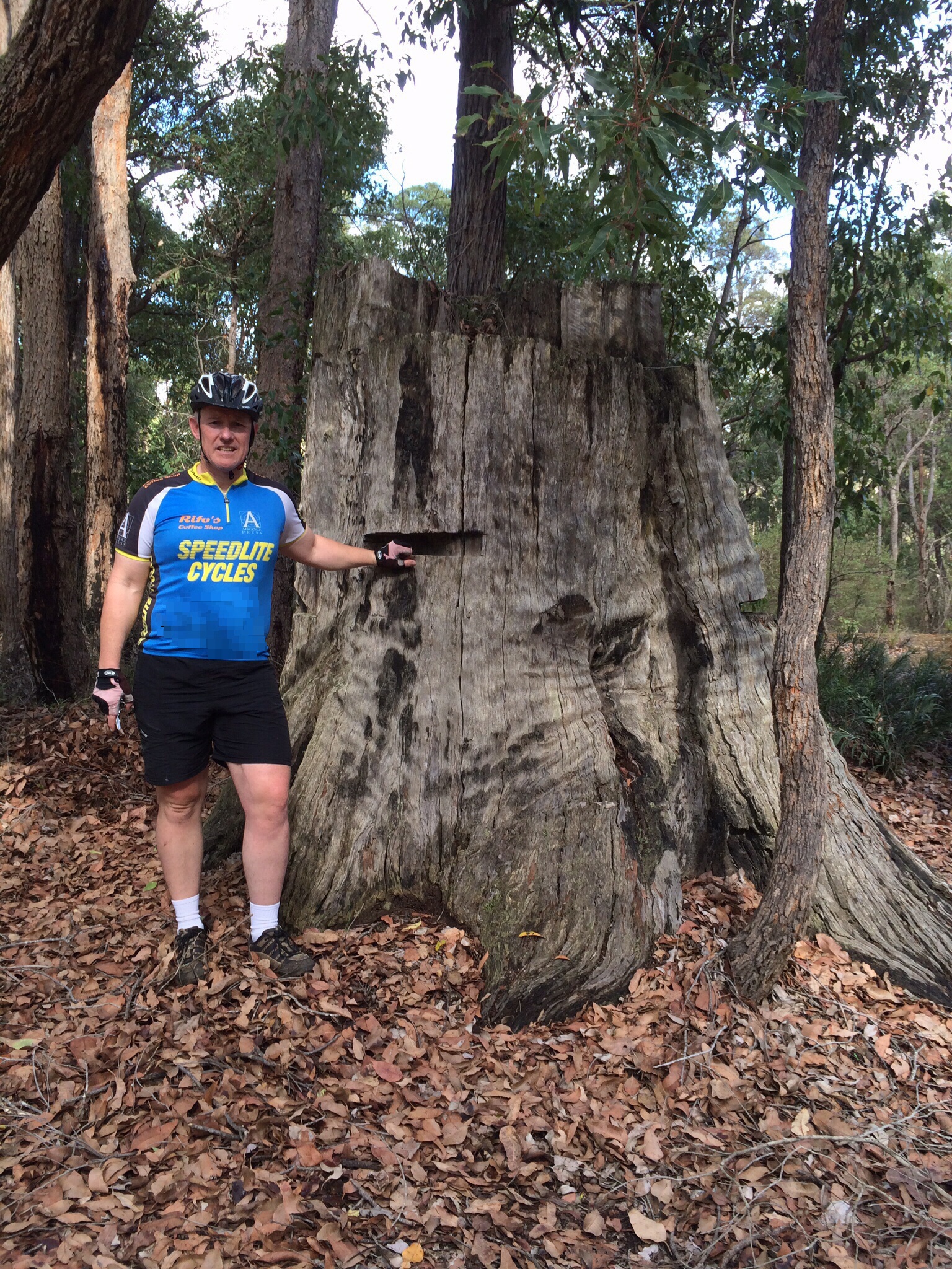 Tree stump with plank cut out at Cambray Siding