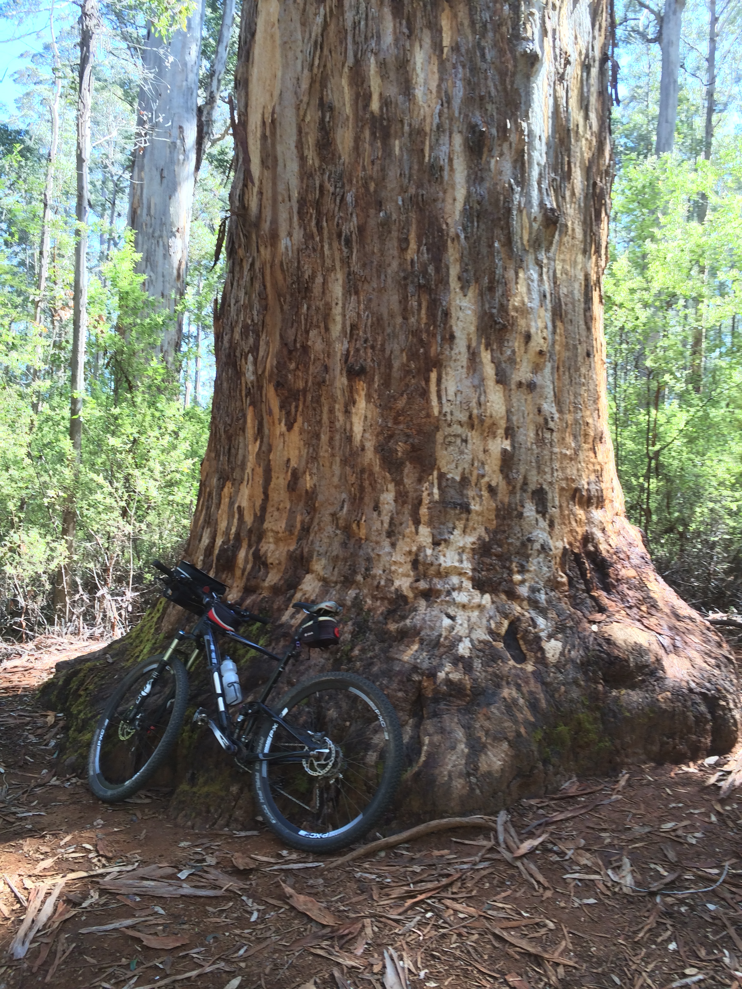 King Karri Near Donnelly Mill