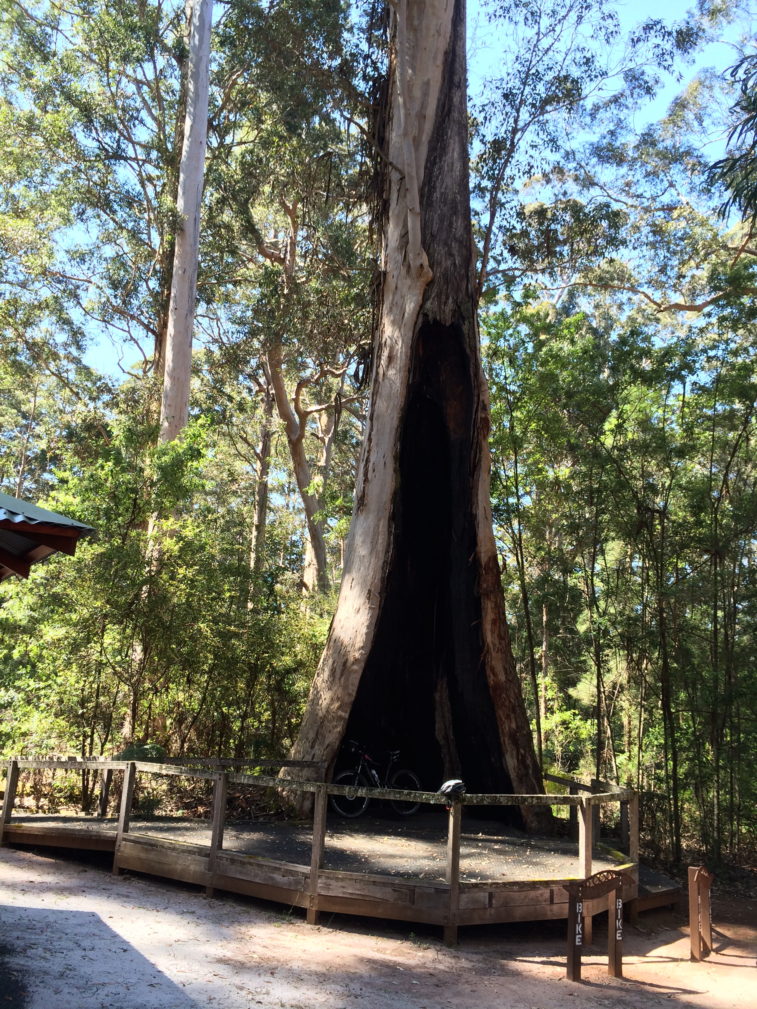Hollowbutt Picnic Site