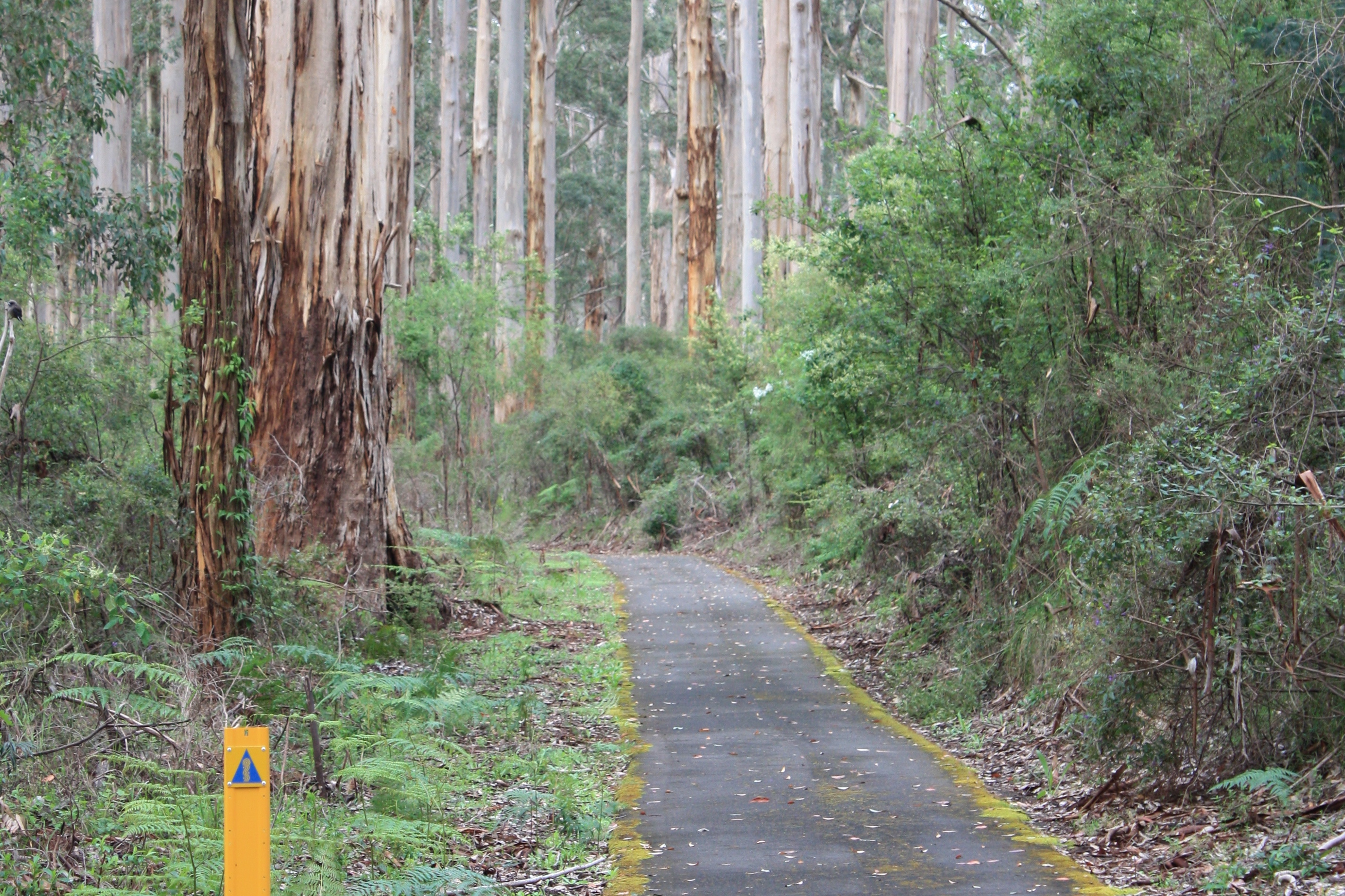 Pemberton Water tower to Gloucester Tree - Bib Track & MB