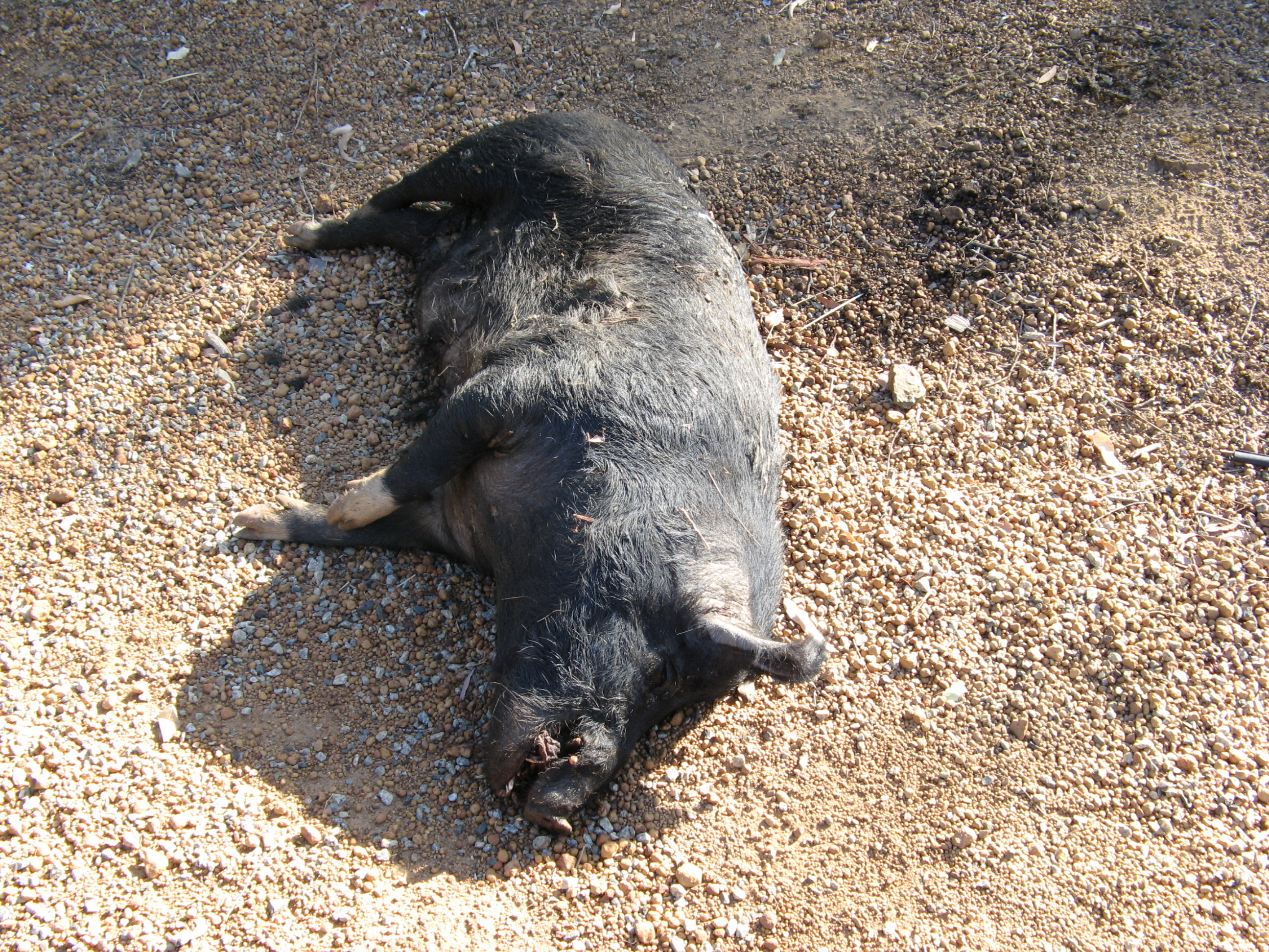 Dead pig, Brookton Highway