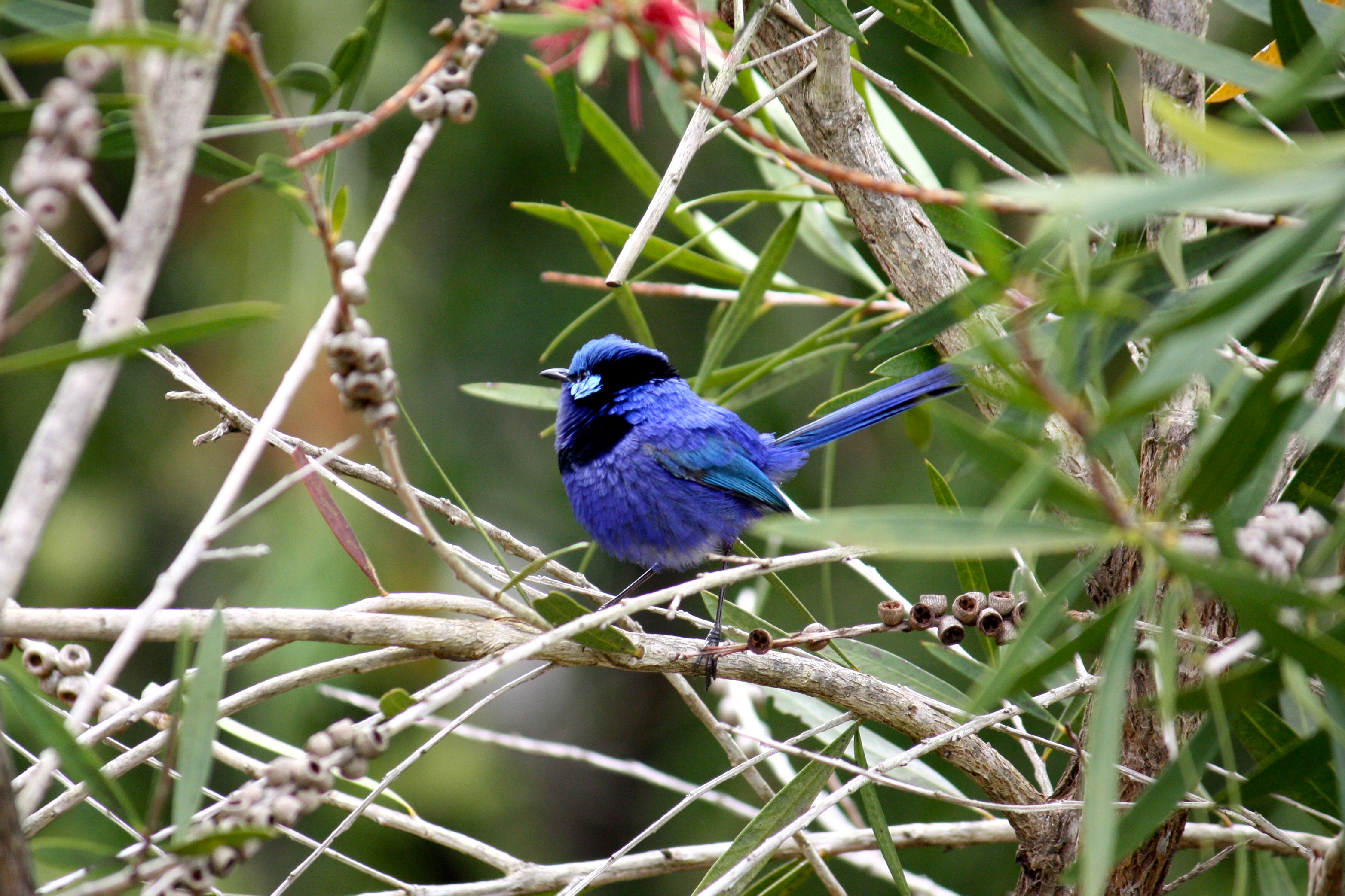 Splendid Wren, Denmark