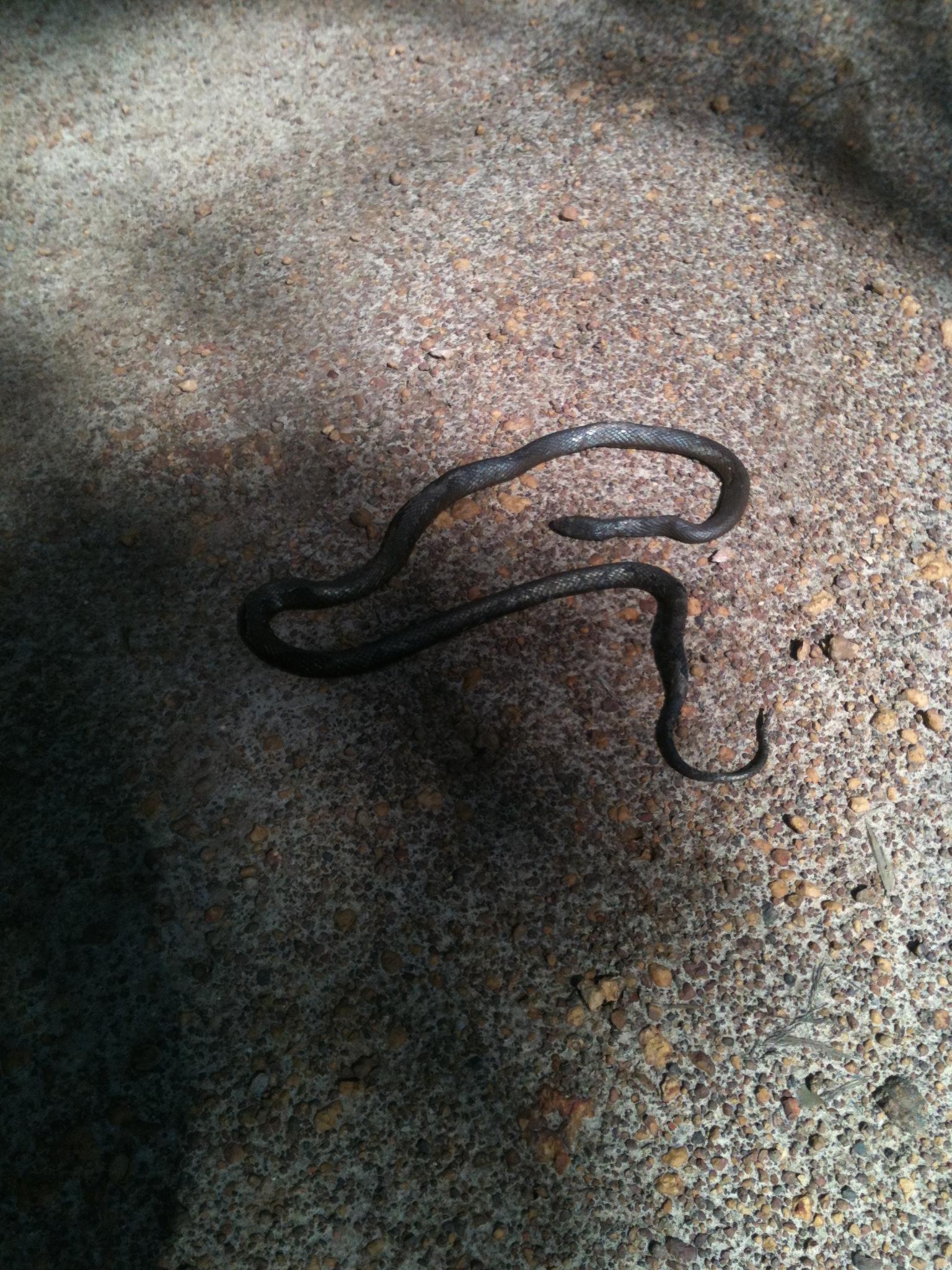 Accidentally run over snake, Vernon Rd diversion