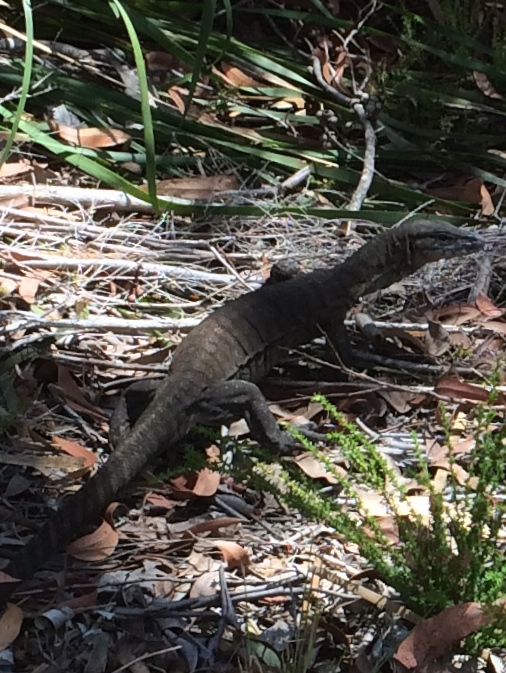 Sand goanna on Map 7