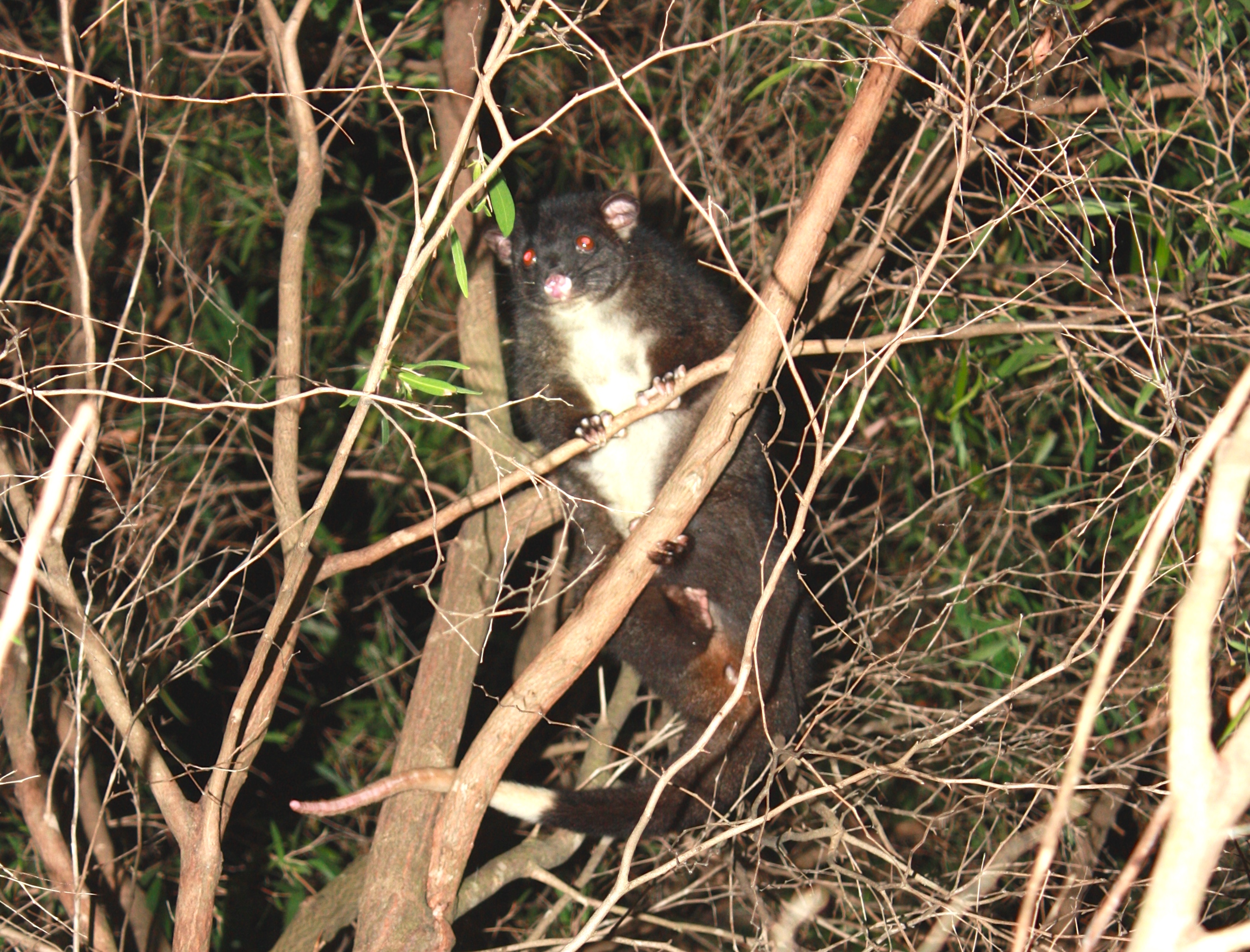Possum