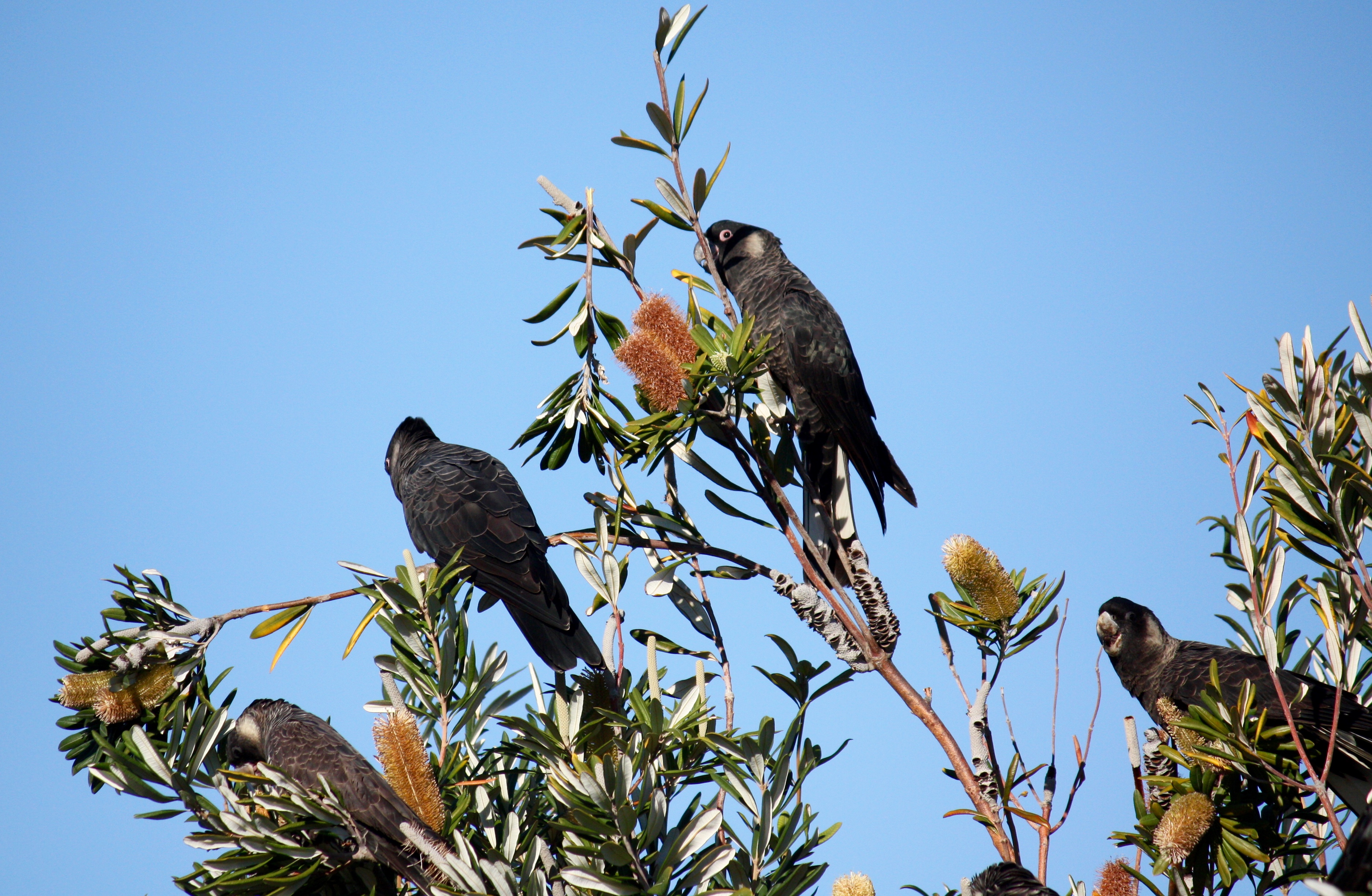 White tailed black Cockatoos feeding on banksia flowers