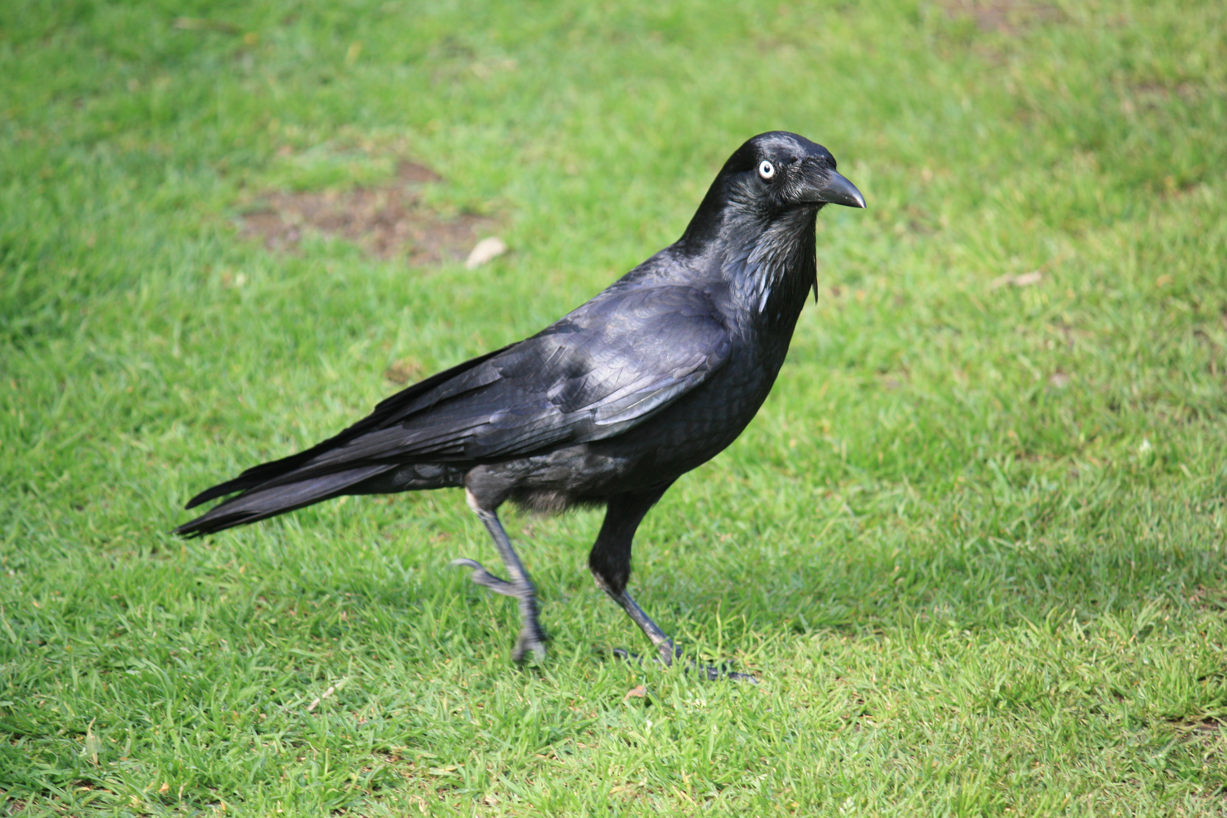 Crow (actually a little raven)