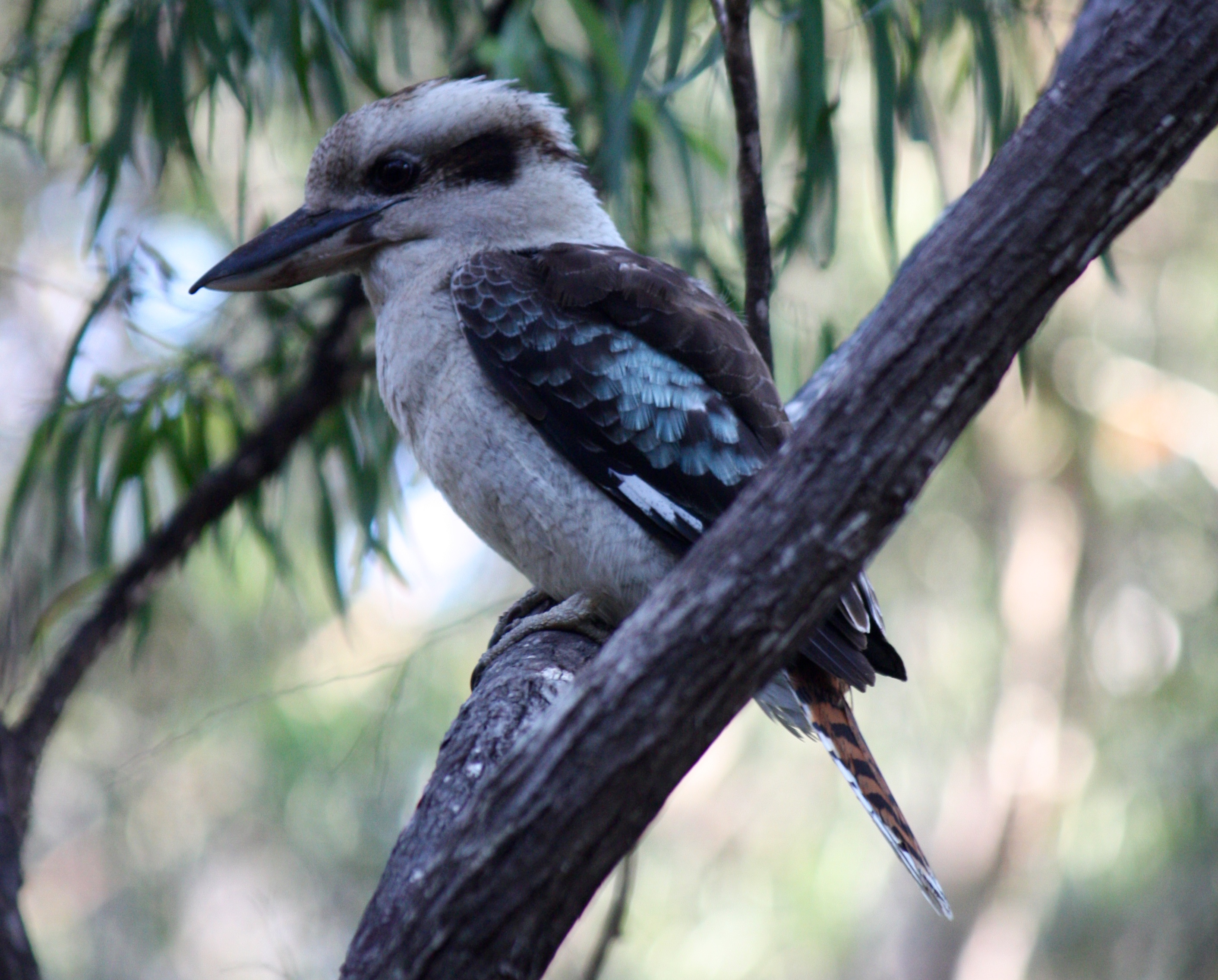 Kookaburra