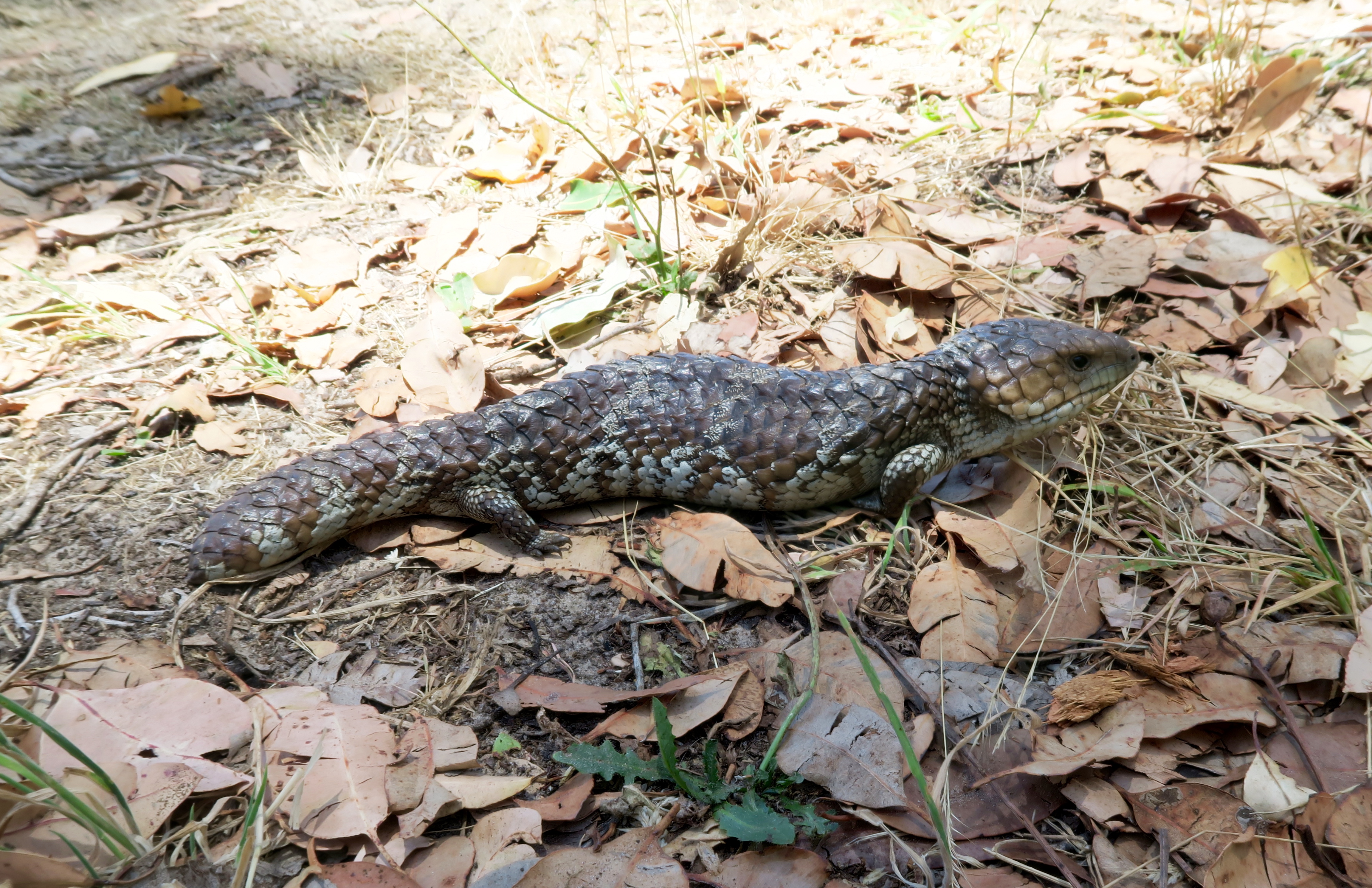 Blue tongue lizard, map 8