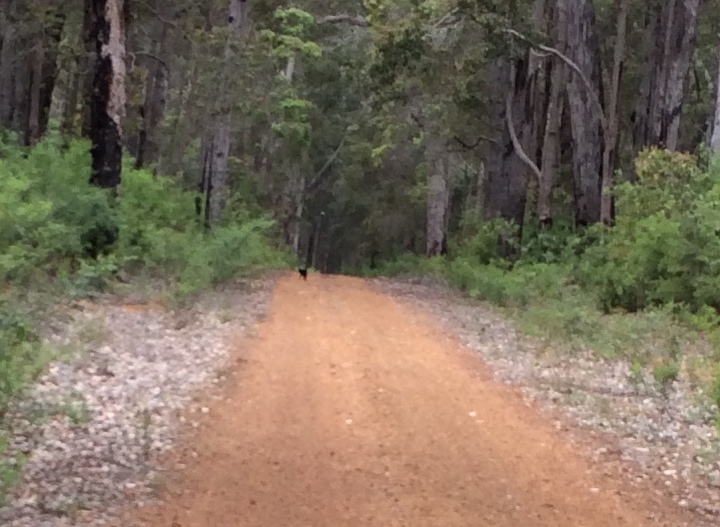 “Black Panther”, Nelson Rd