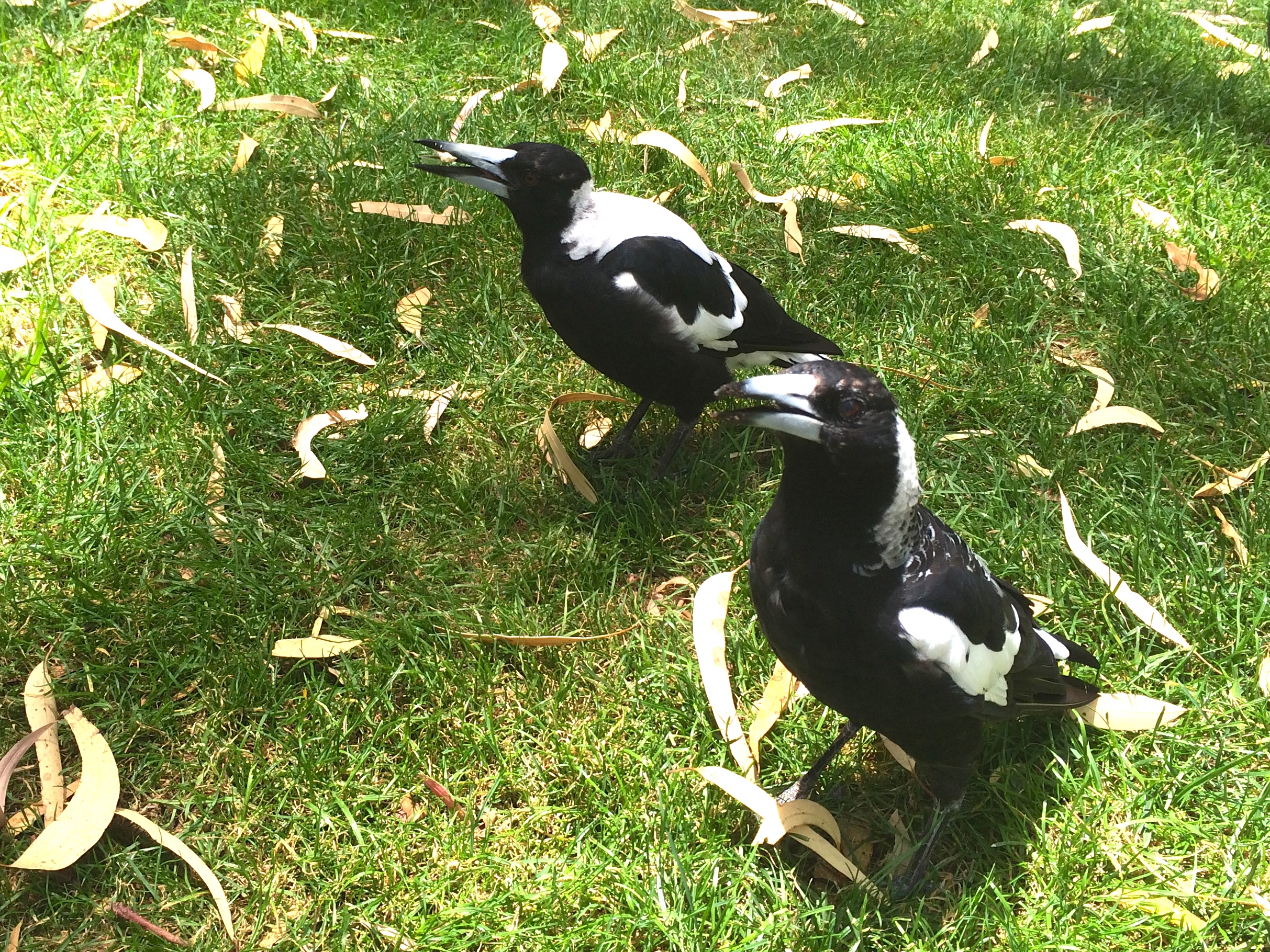 Magpies