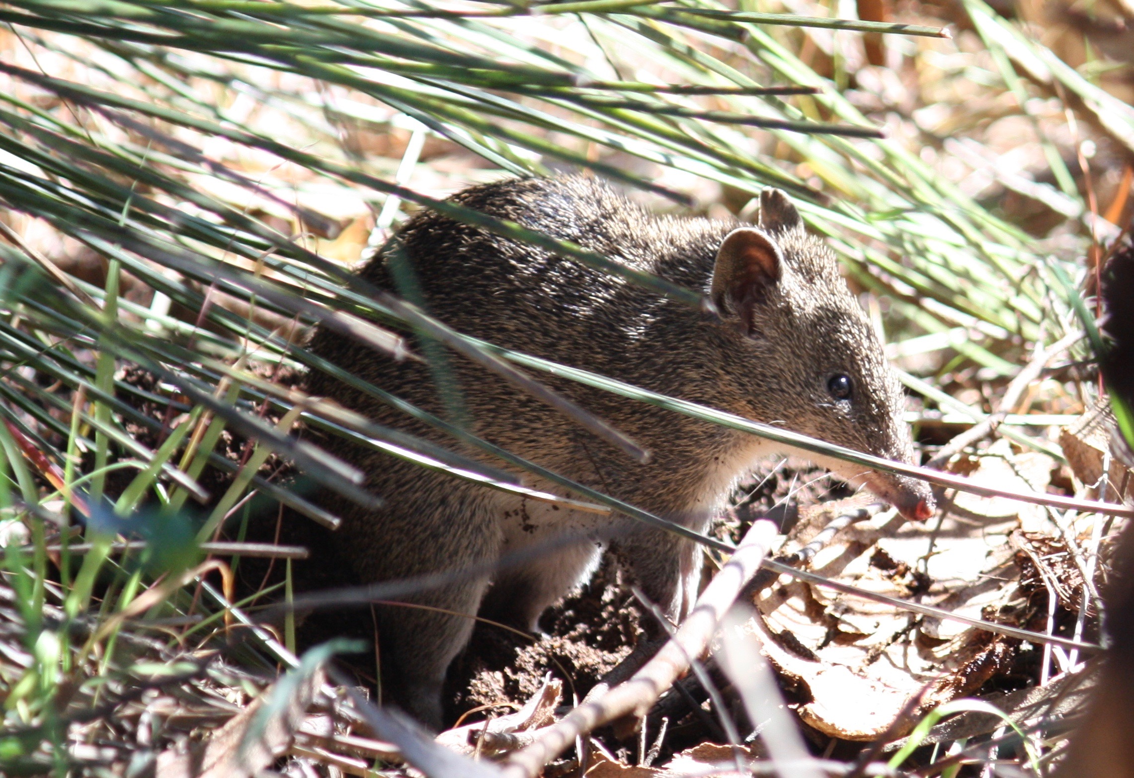 Quenda (Brown Bandicoot) Map 1