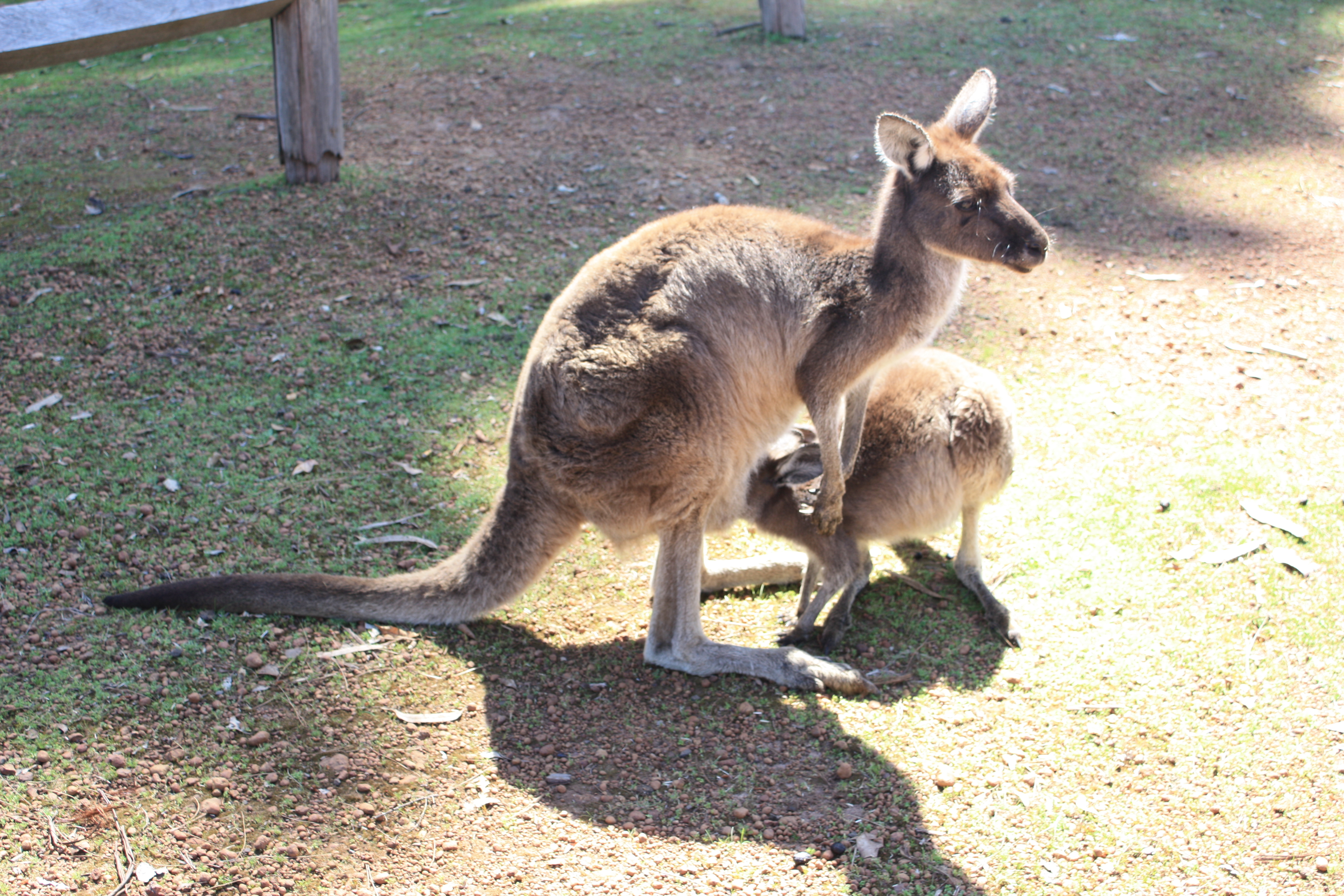 Kangaroo at Donnelly Mill