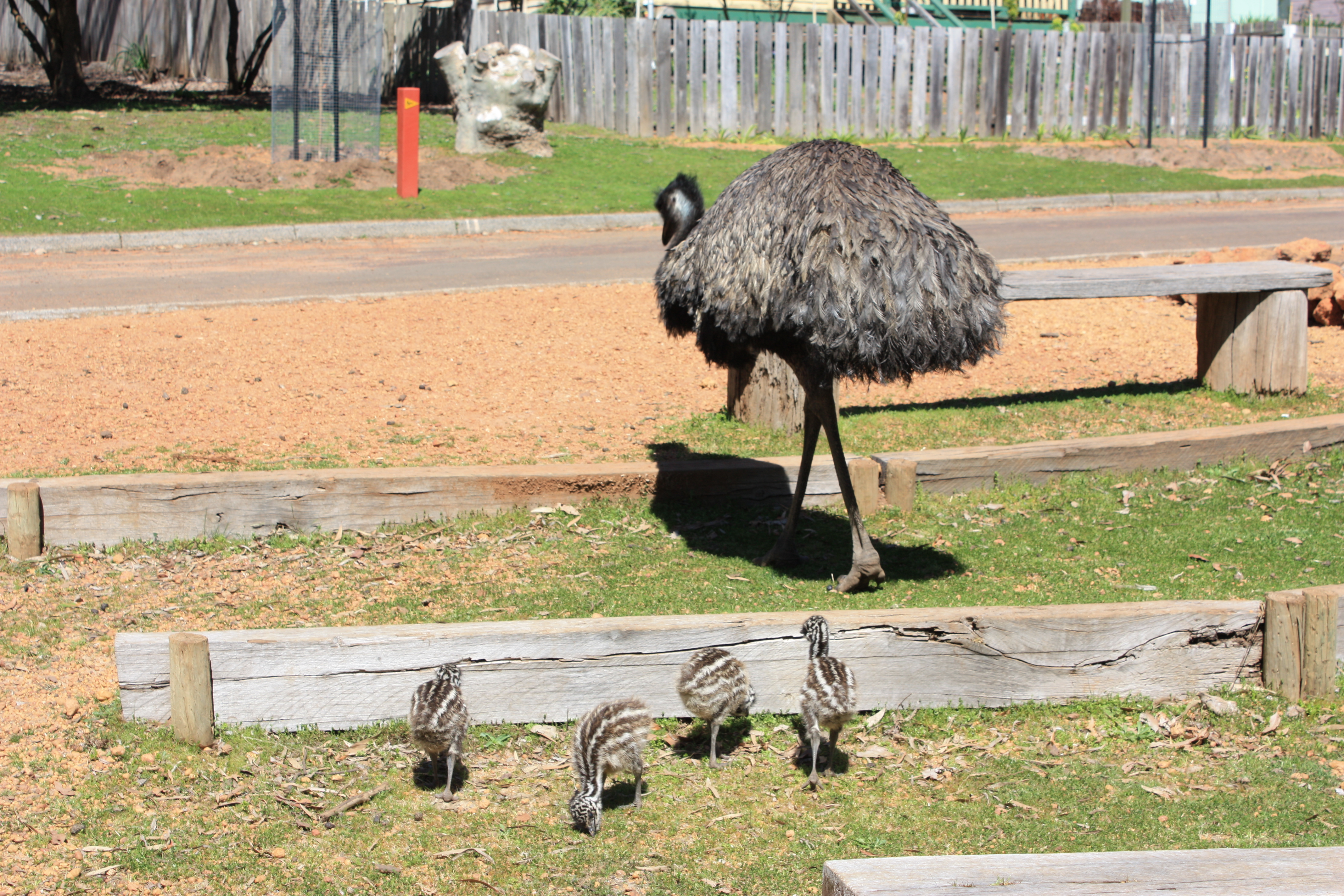Emu & chicks, Donnelly Mill