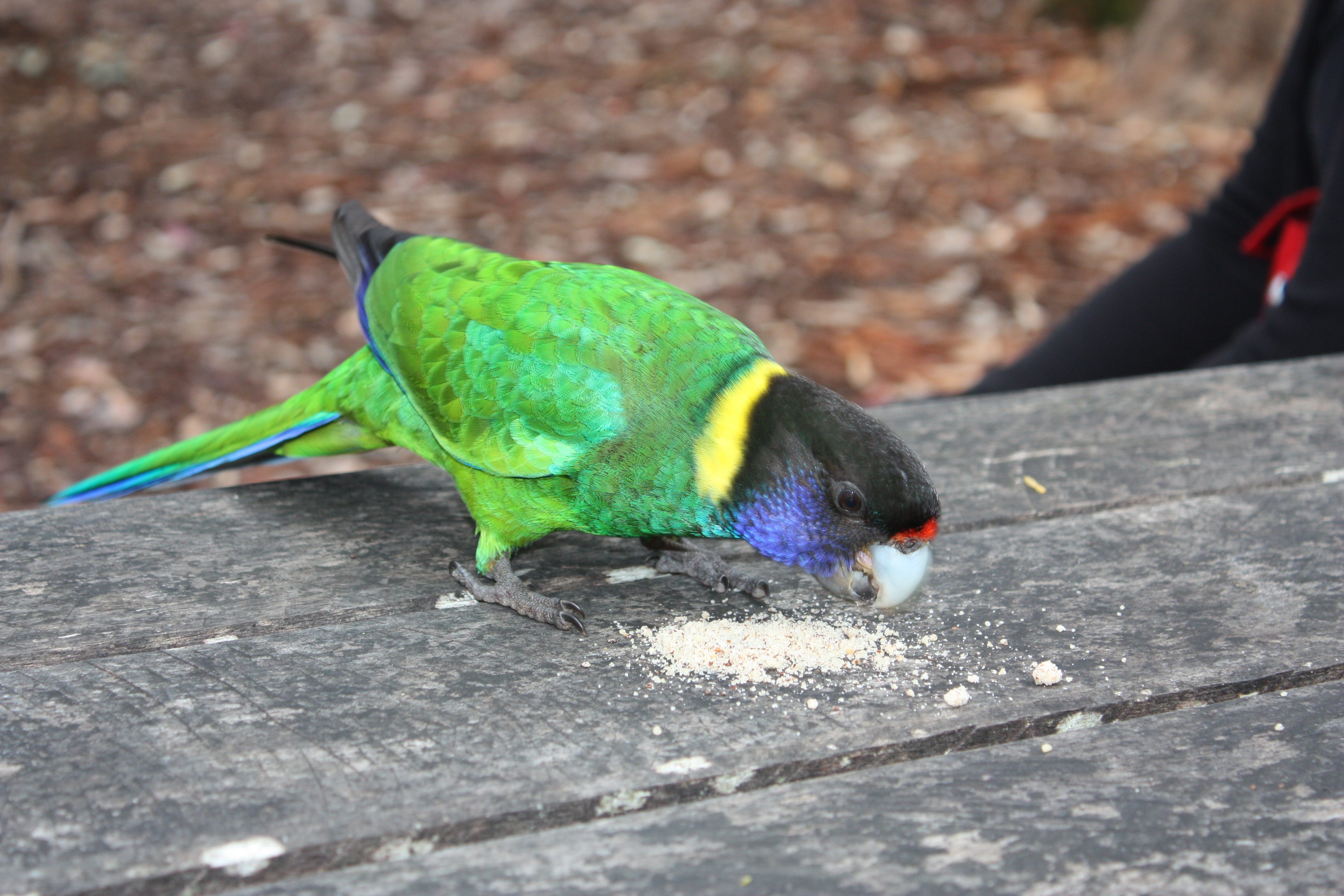 Parrot at Gloucester Tree