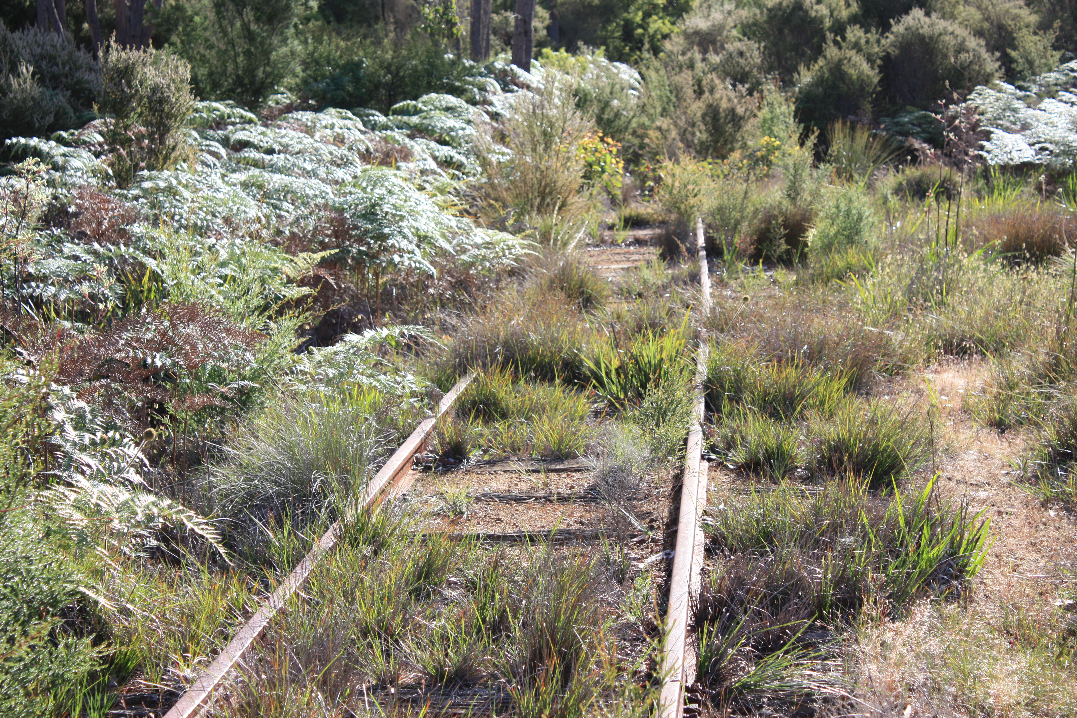 Disused railway line near Northcliffe