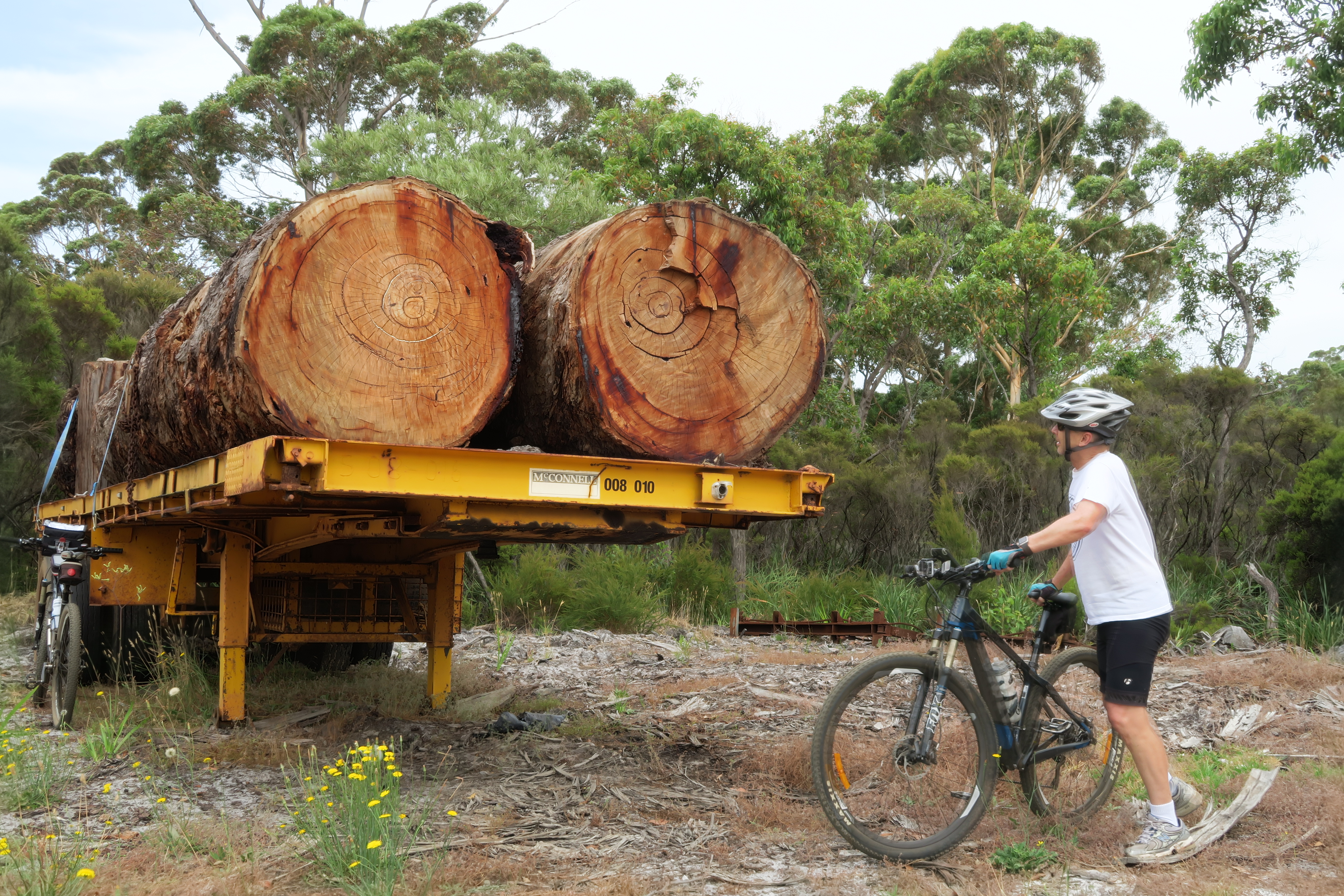 Logging near Denmark in 2016