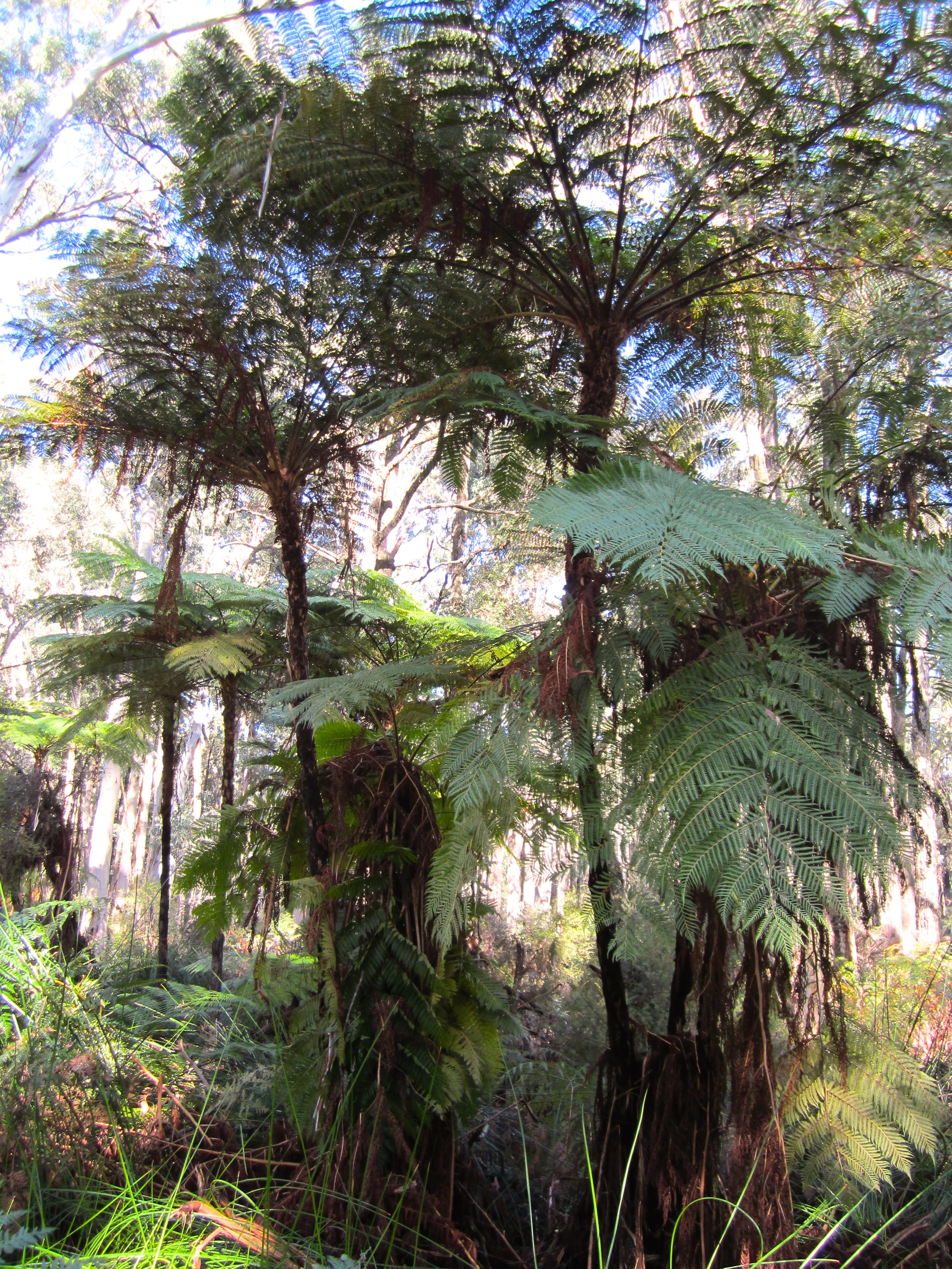 Ferns on Waterous Loop