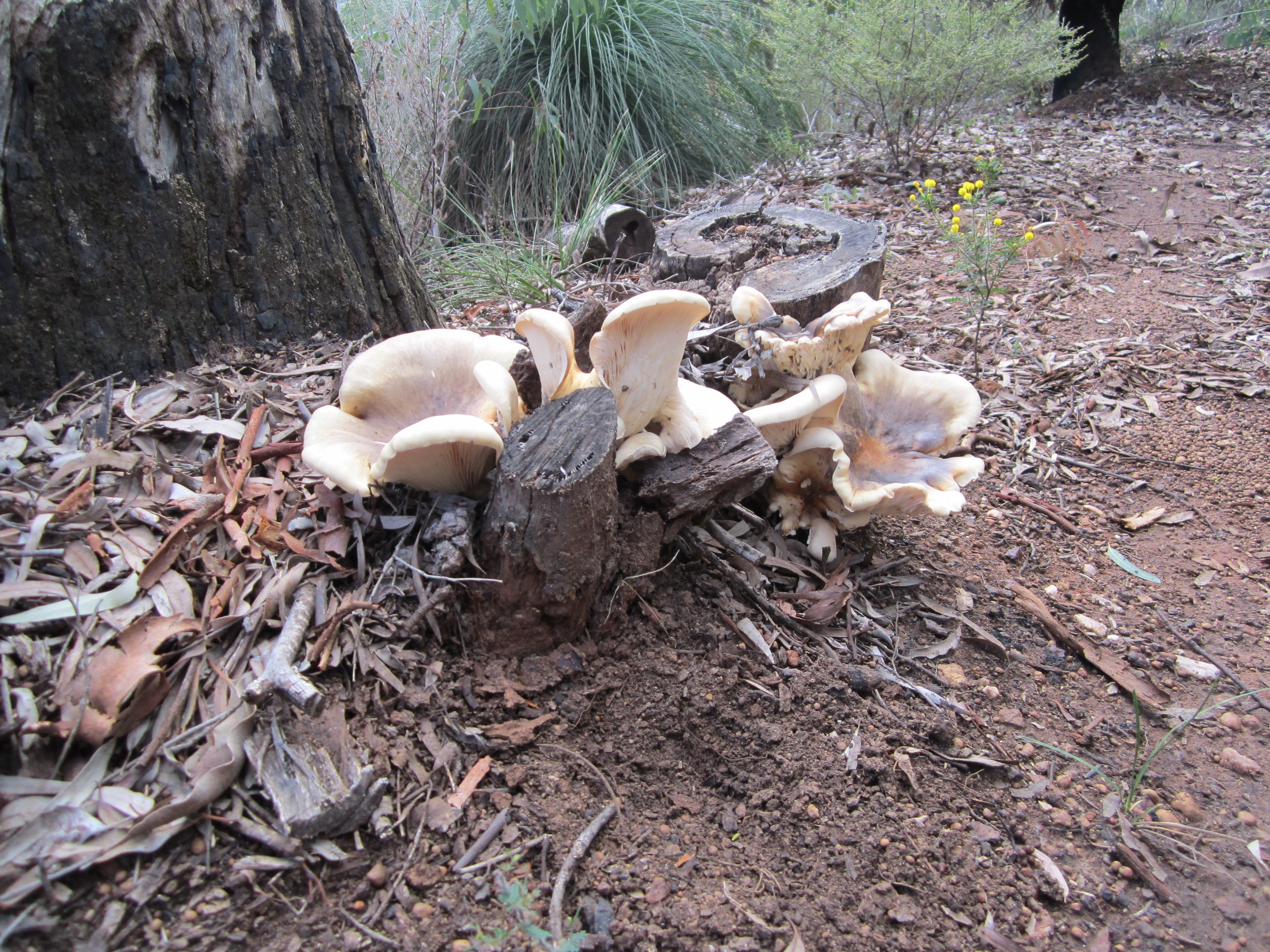 Fungi, map 2 in Winter