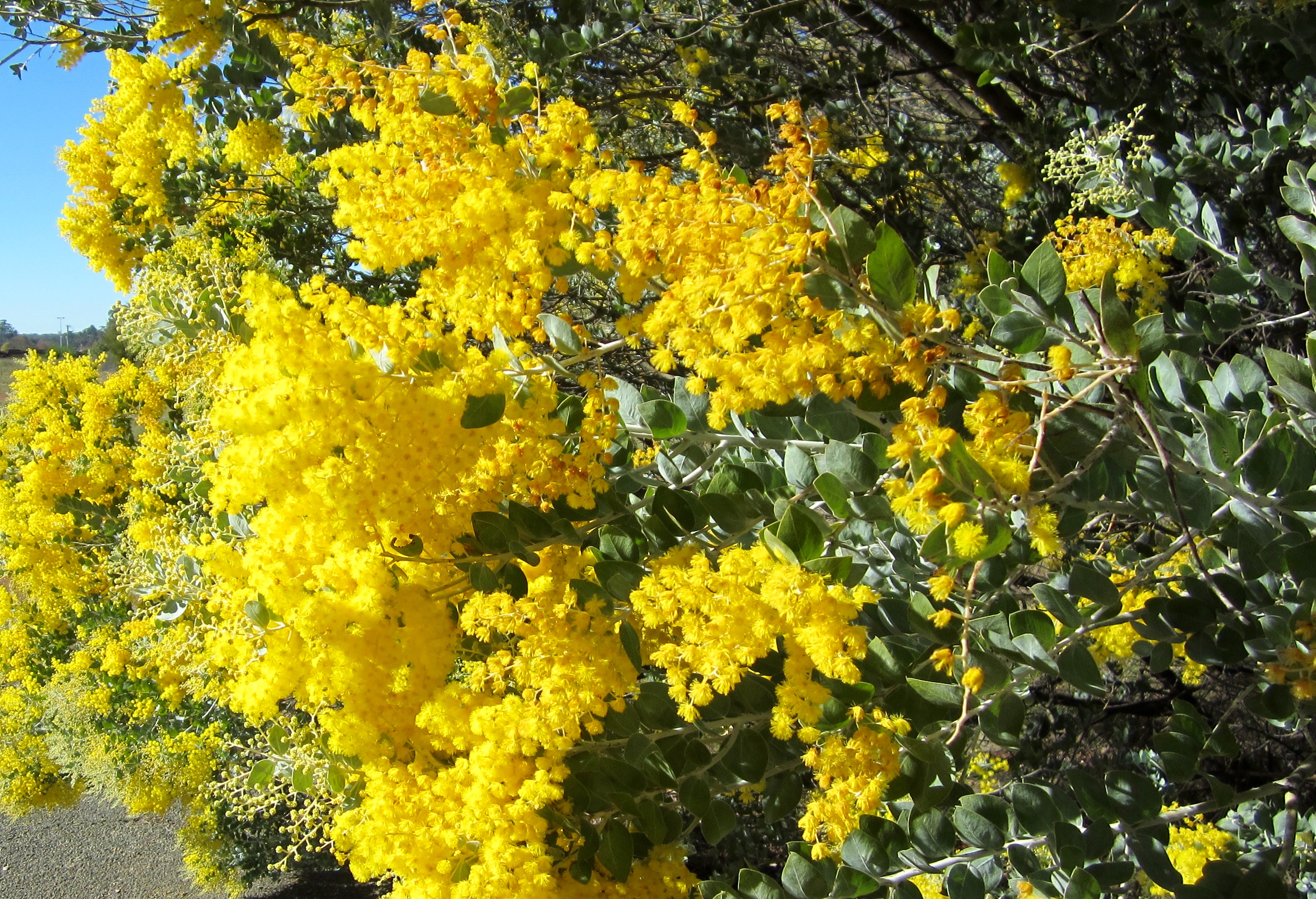 Golden Wattle, Collie