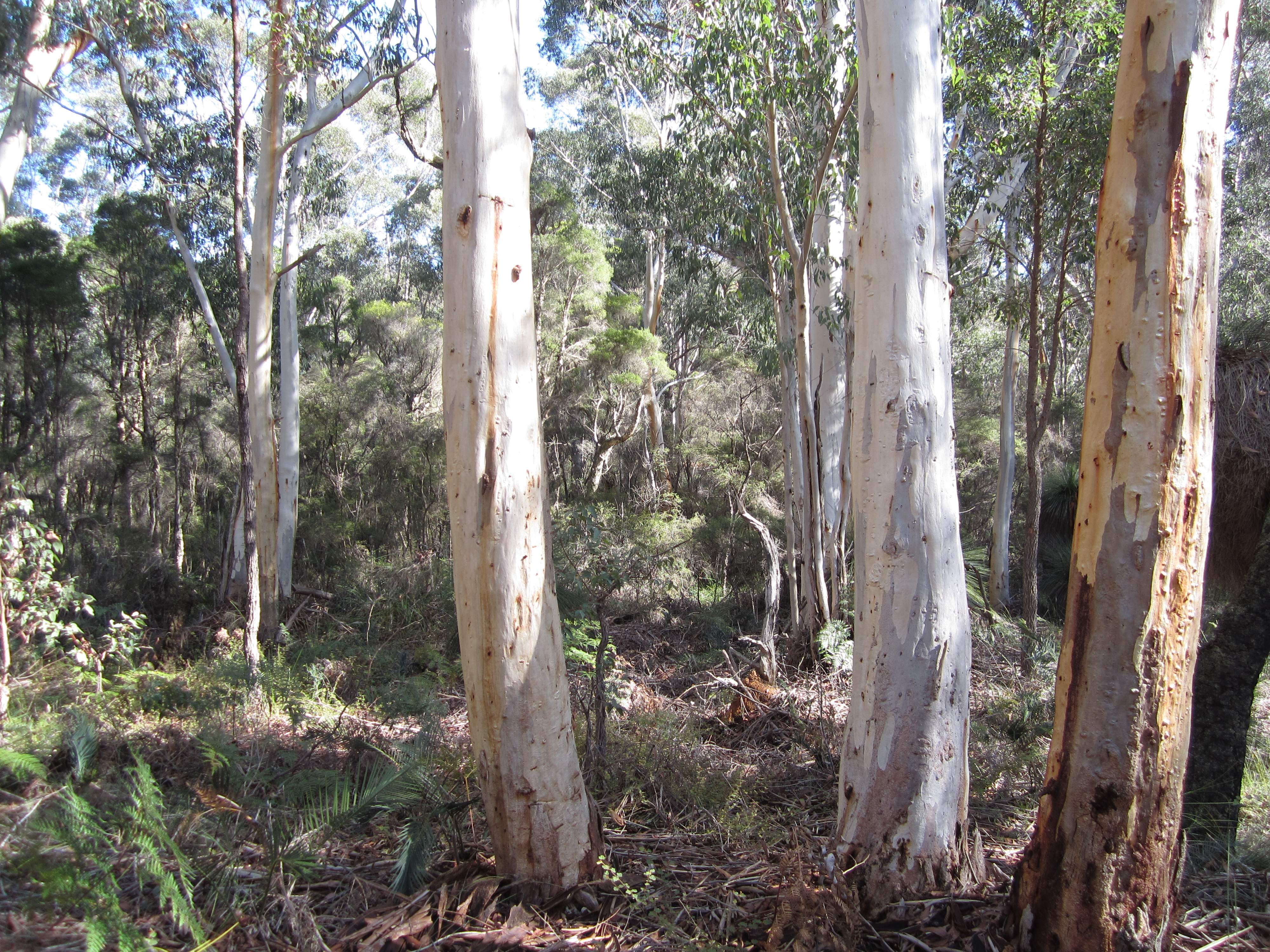 Darling Range Ghost gums (Map 1)