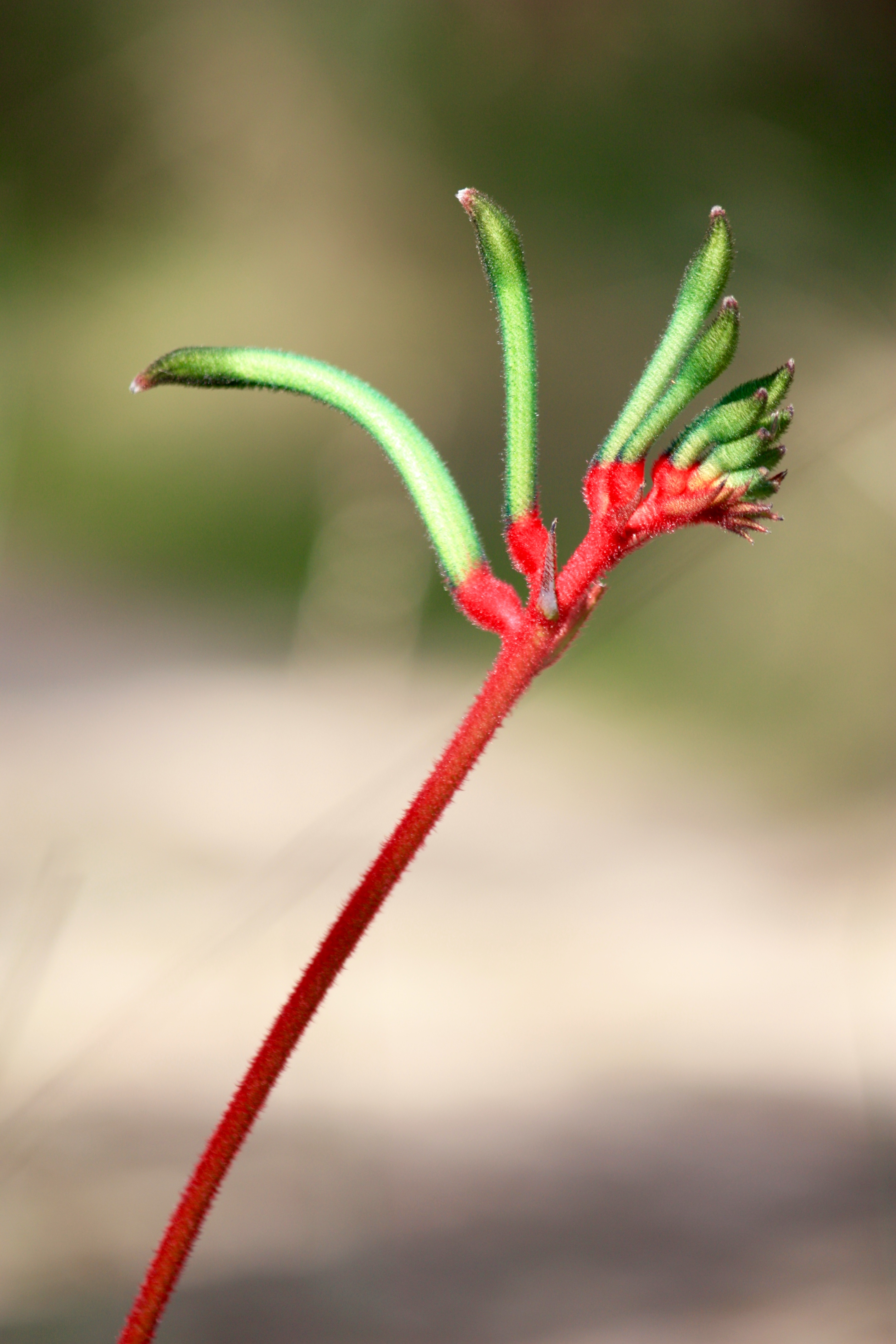 Kangaroo Paw