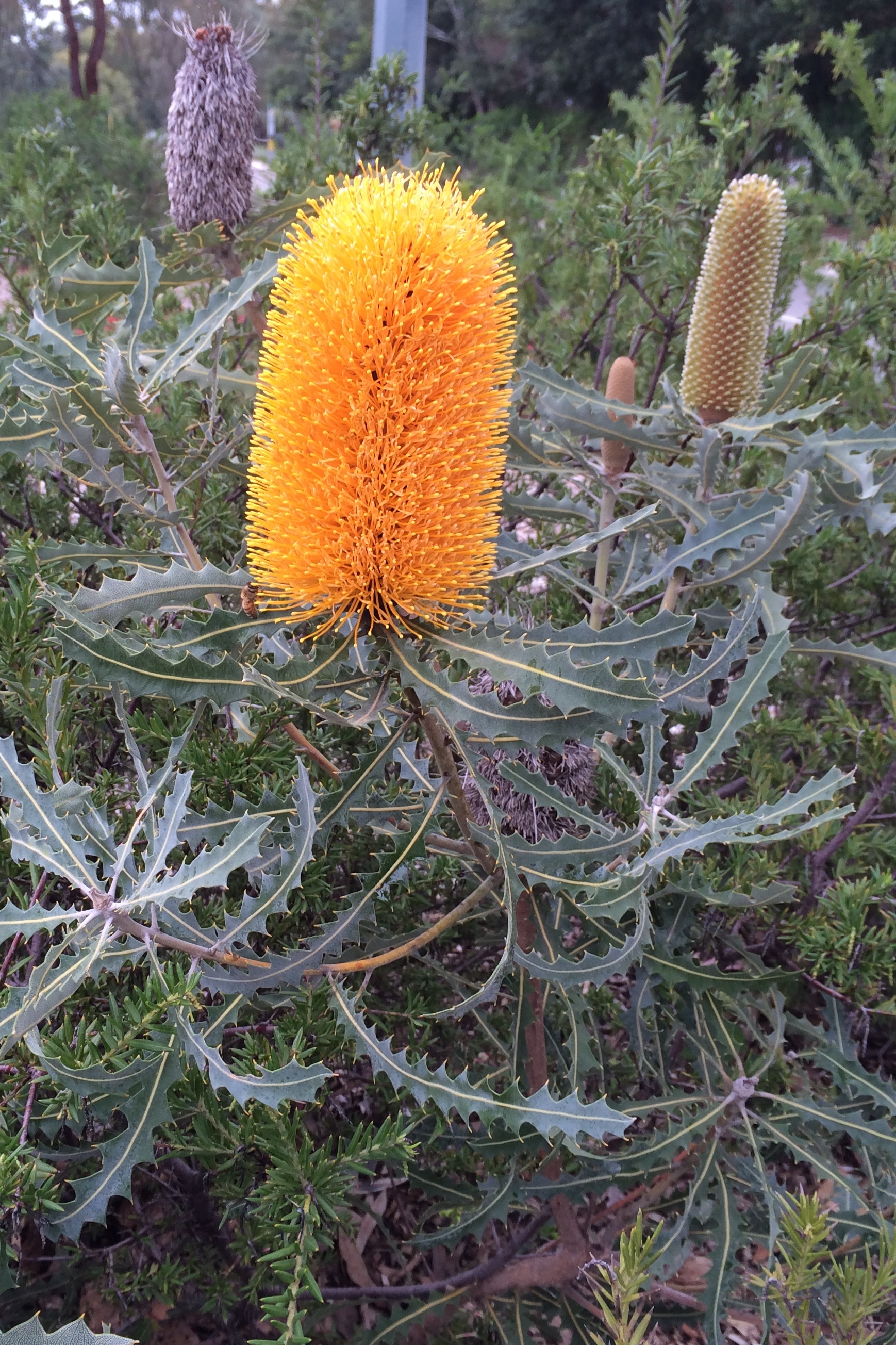 Banksia Flower