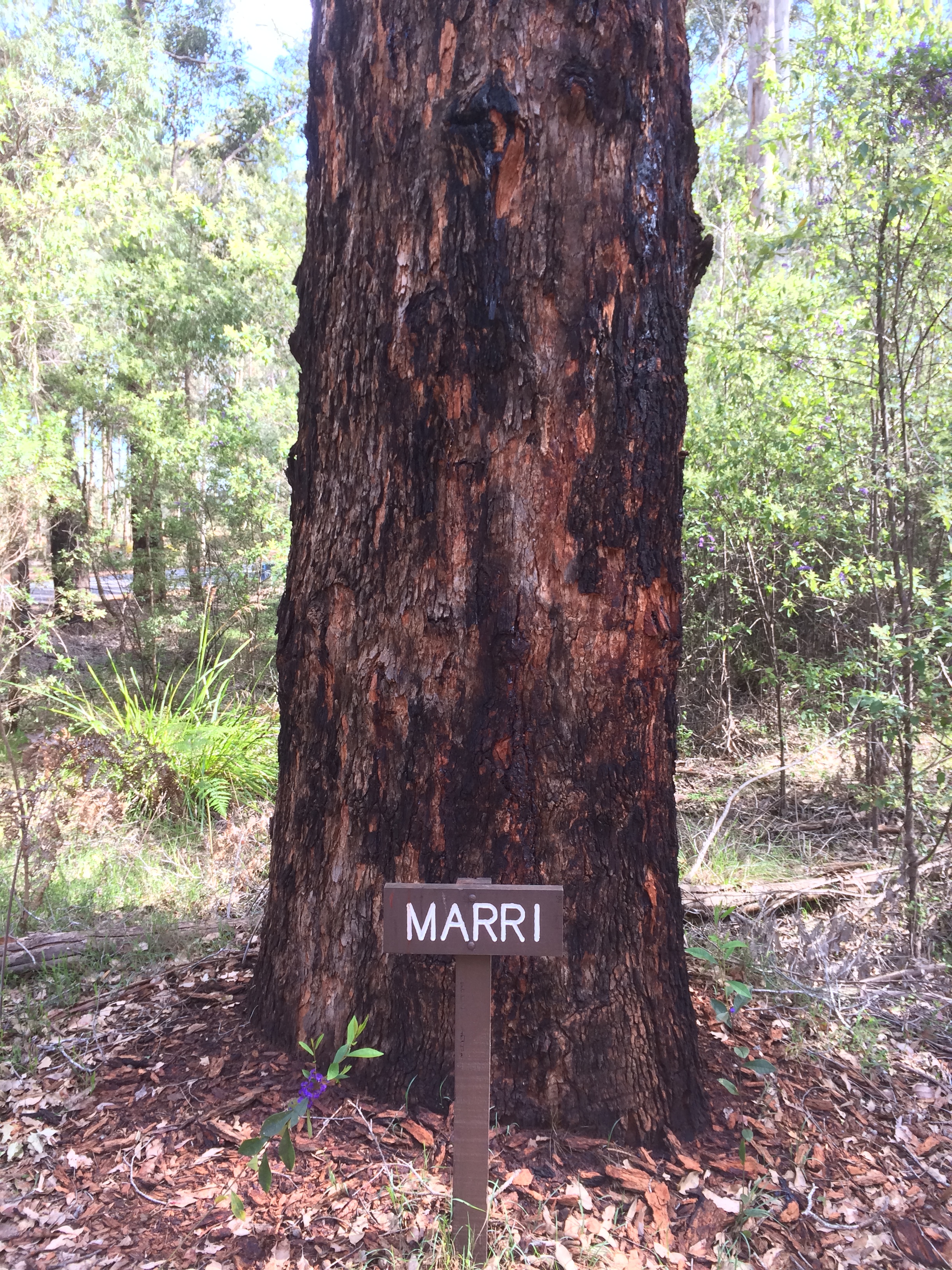 Marri Tree