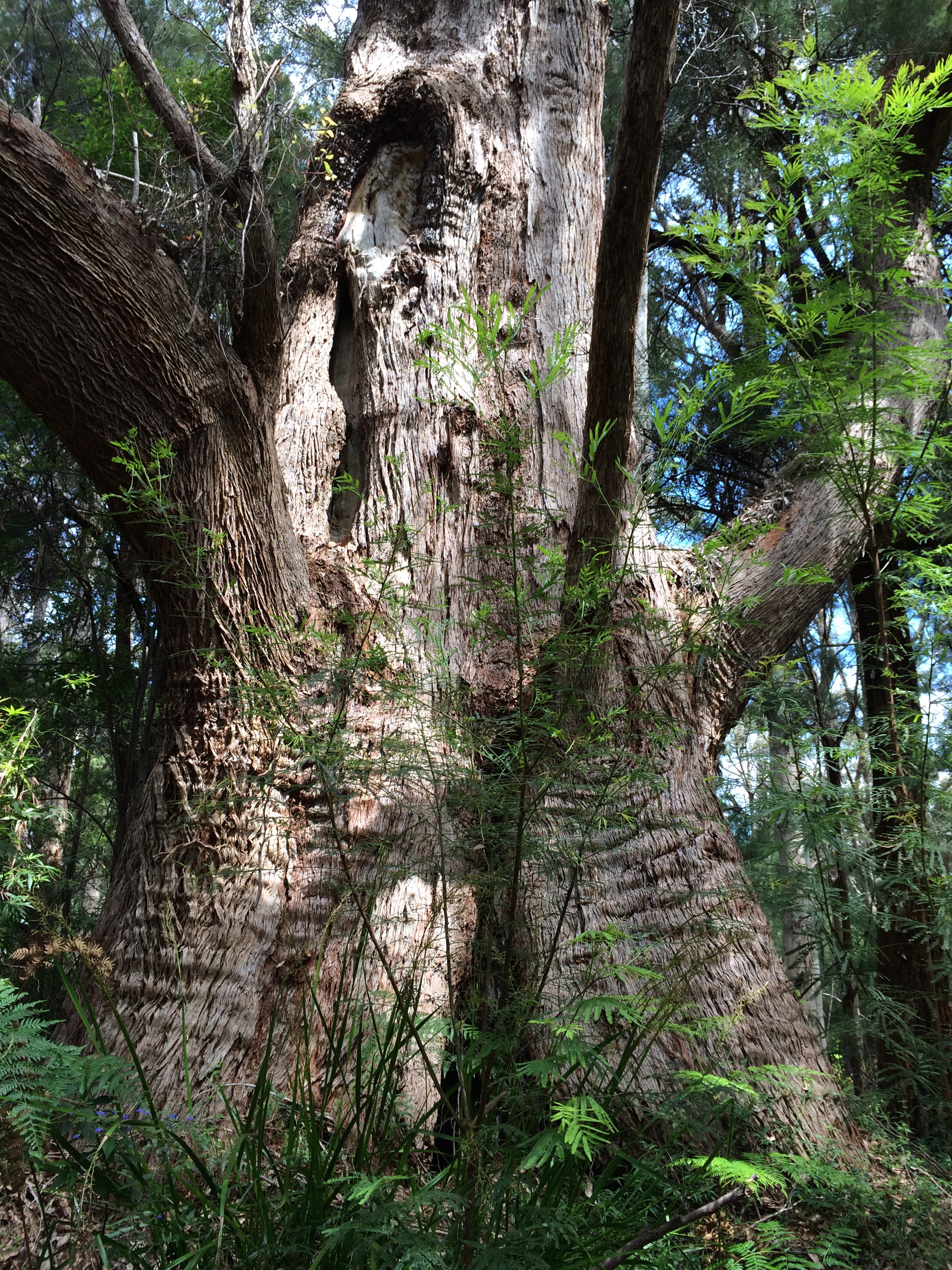 Tingle tree near Valley of Giants