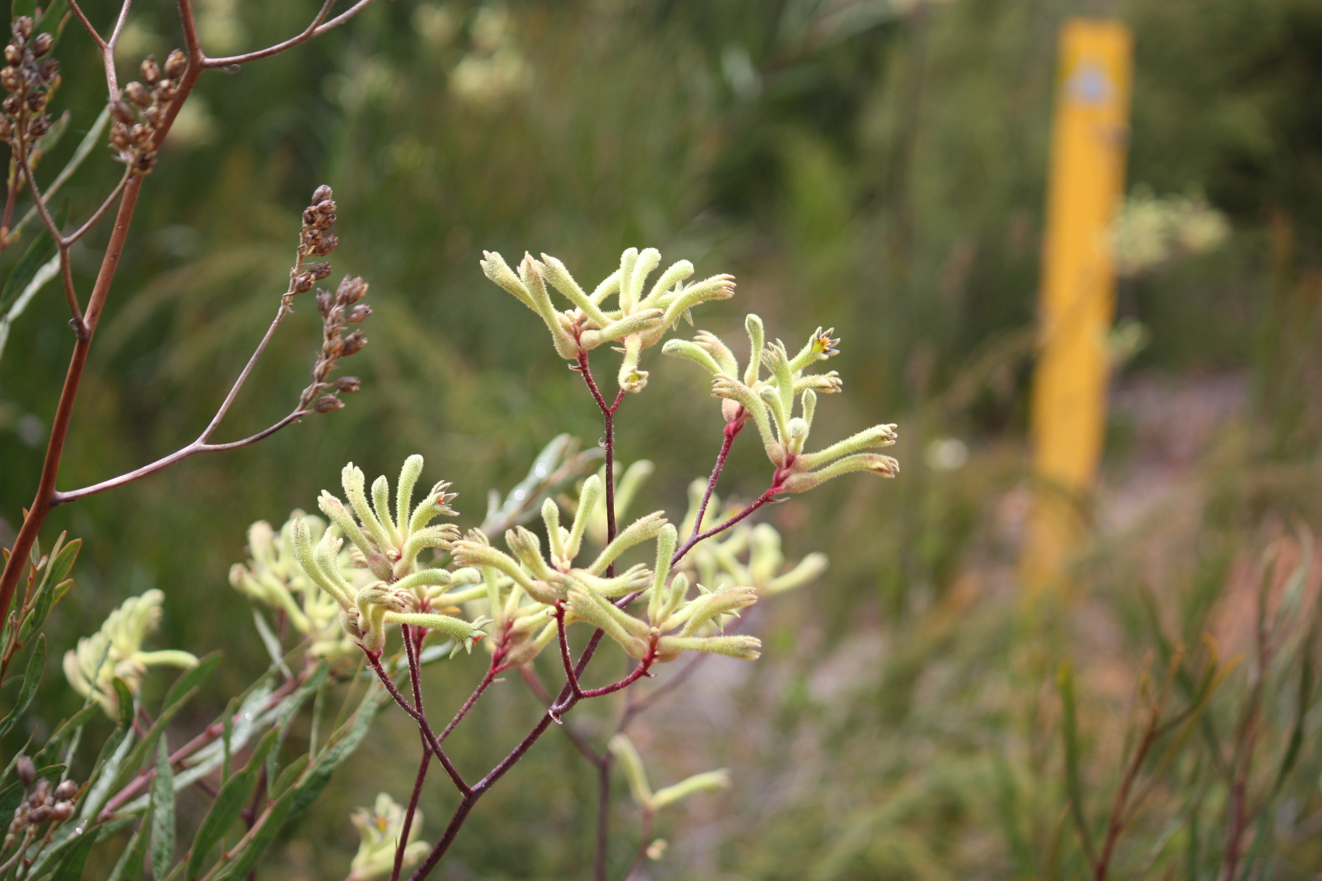Kangaroo Paws, Nelson Rd (Map 7)