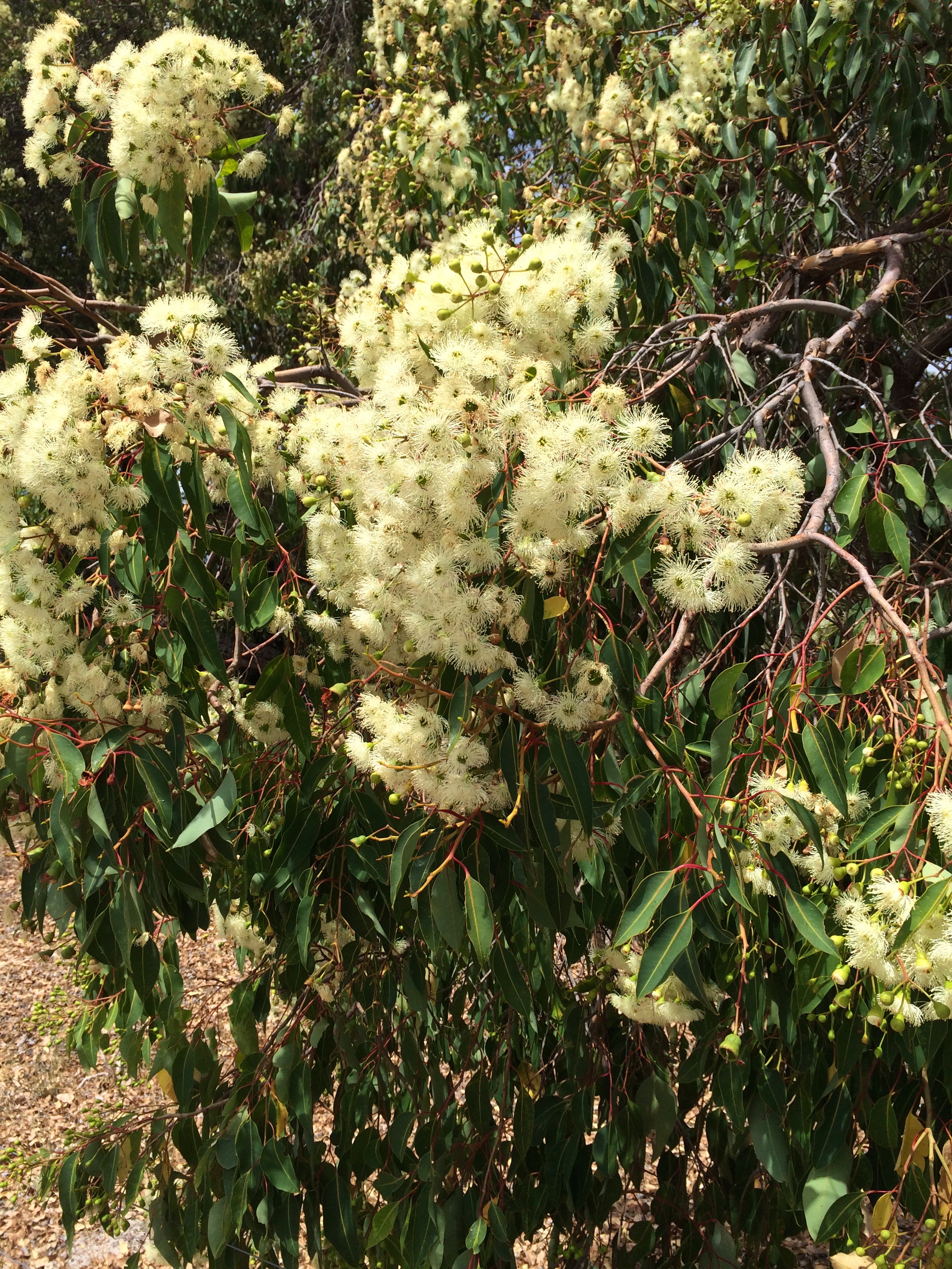 If the jarrah trees are flowering, it's too hot to ride!