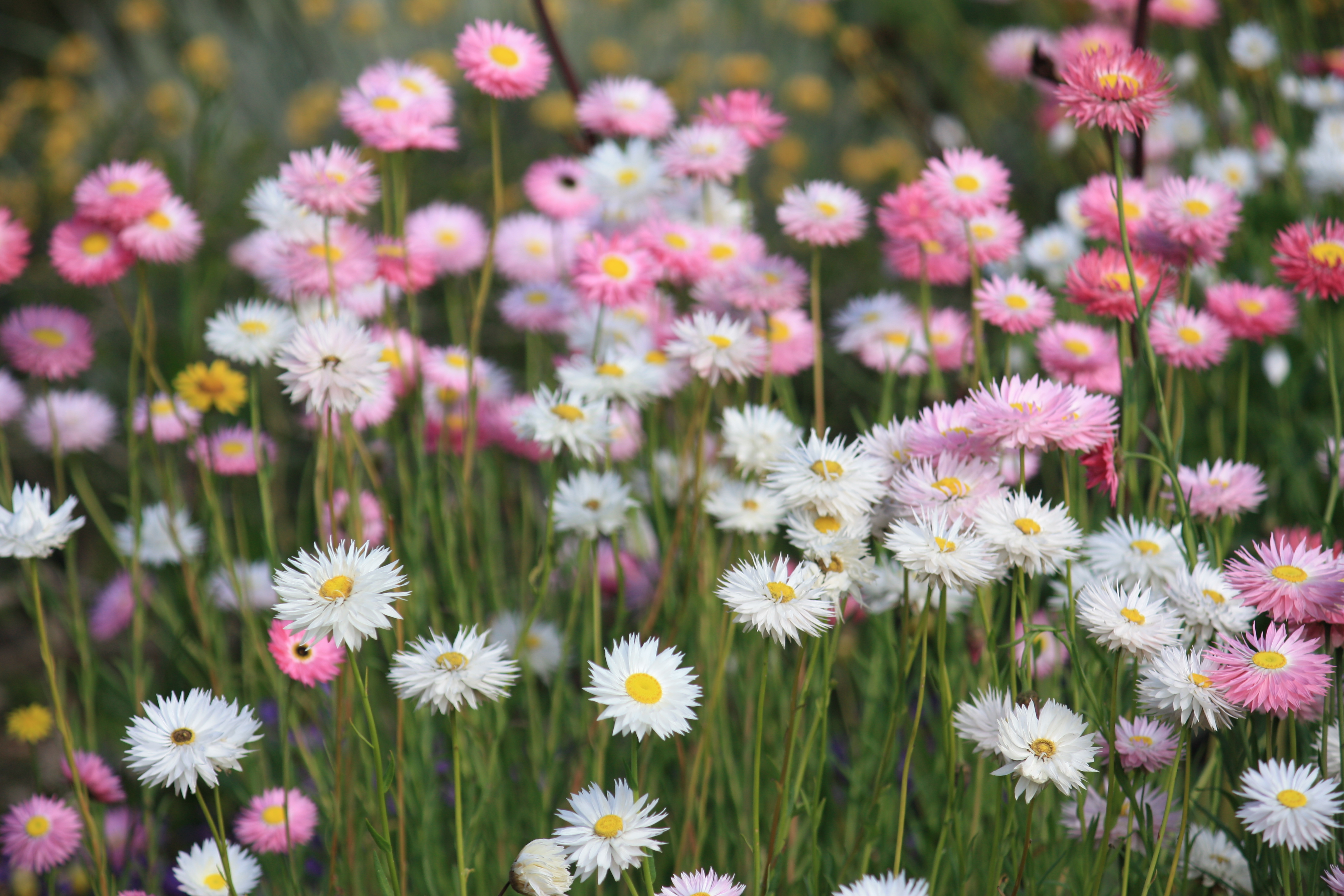 Kings Park in Spring