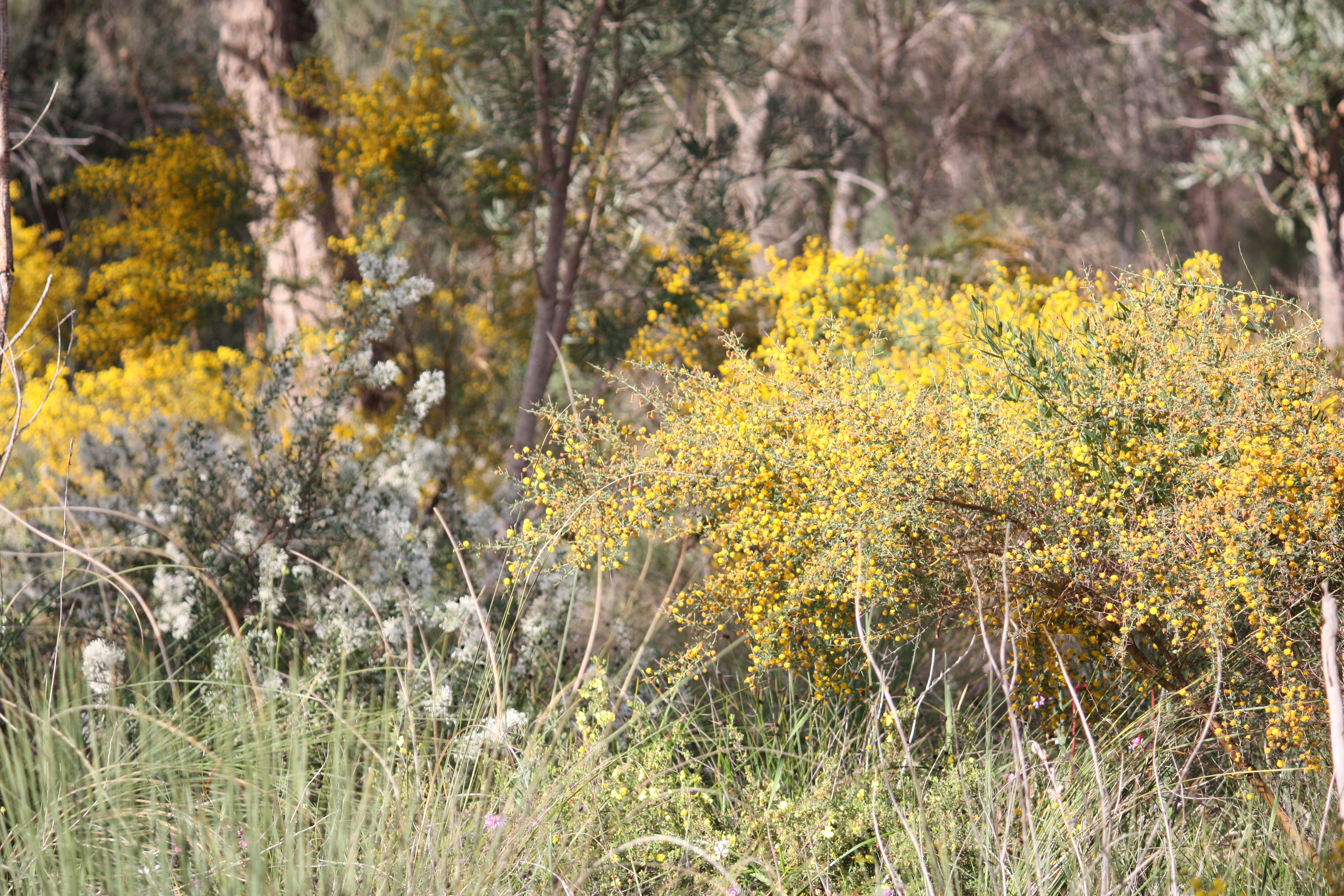 Kings Park in Spring